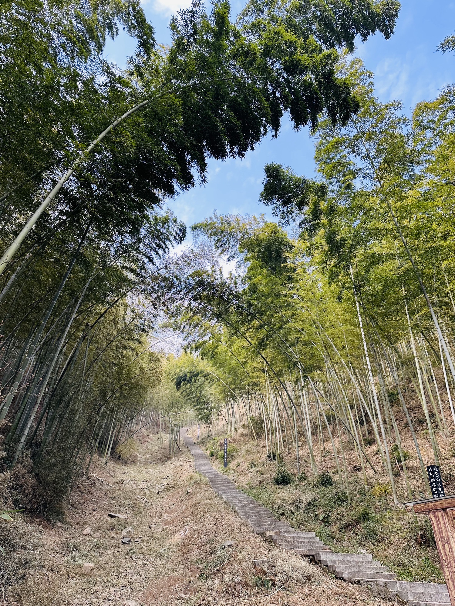 笄山竹海旅行图片 3