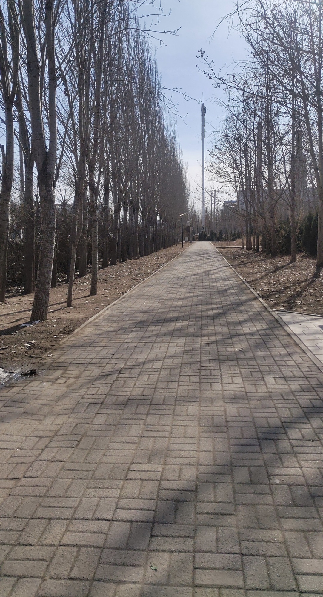 森林公园旅行图片 1