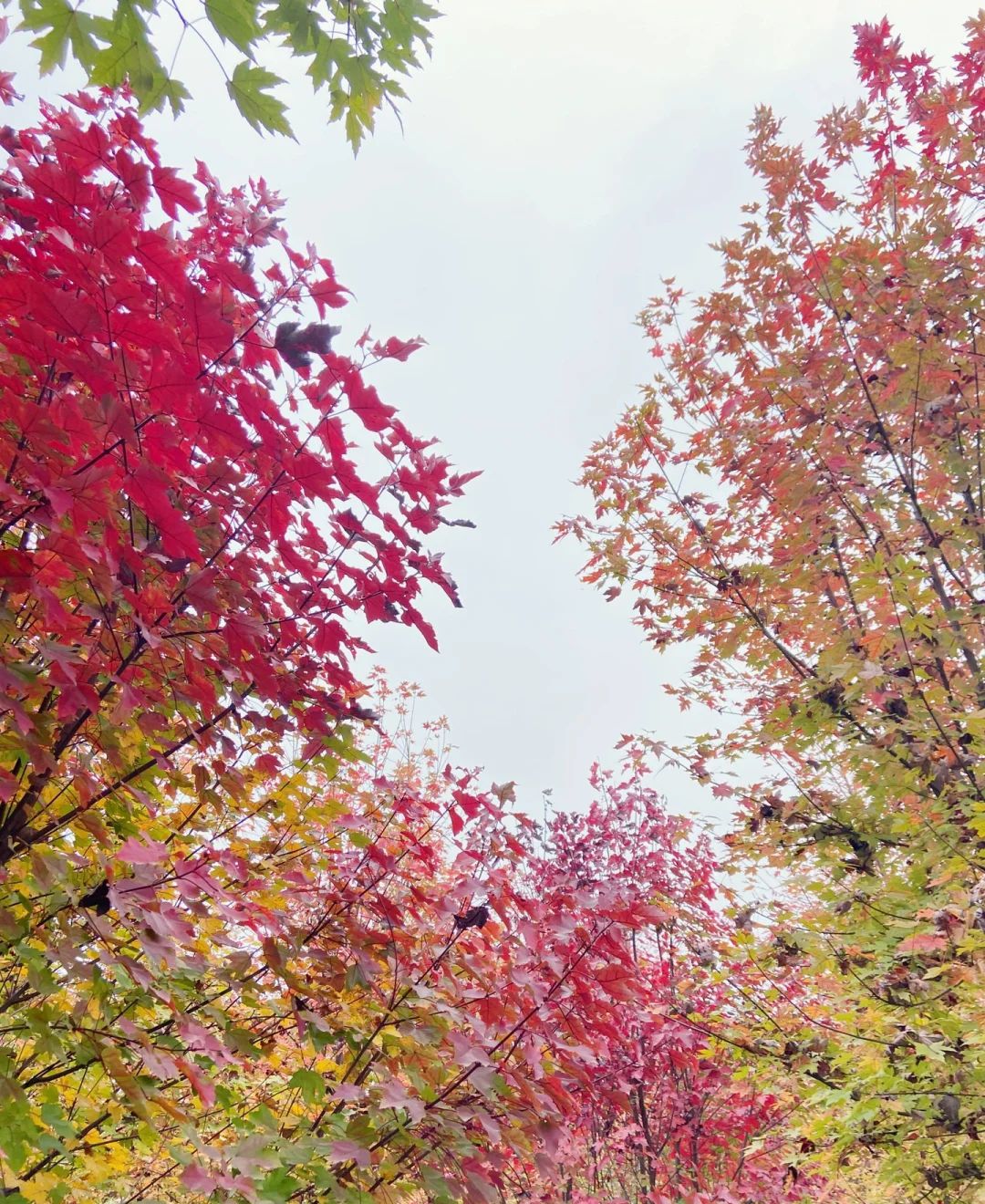 横山花湖景区旅行图片 3