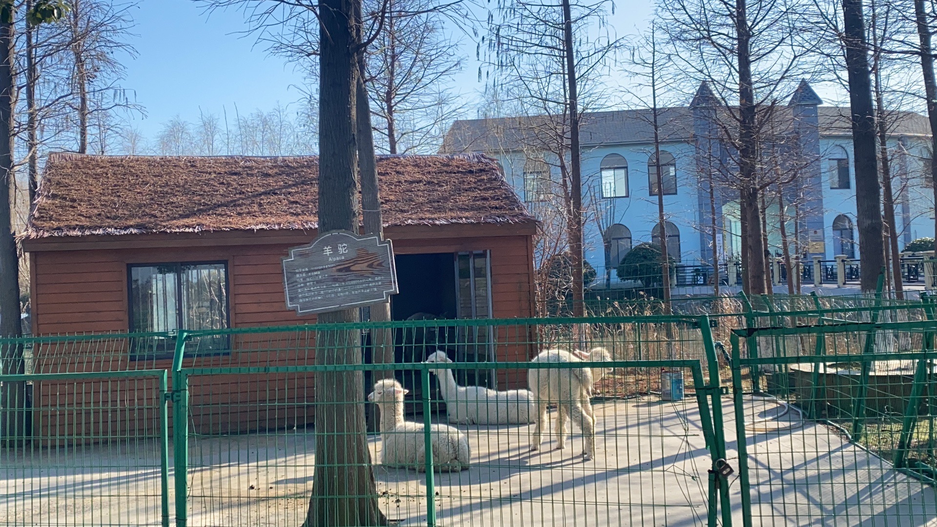 乐百年景区旅行图片 3