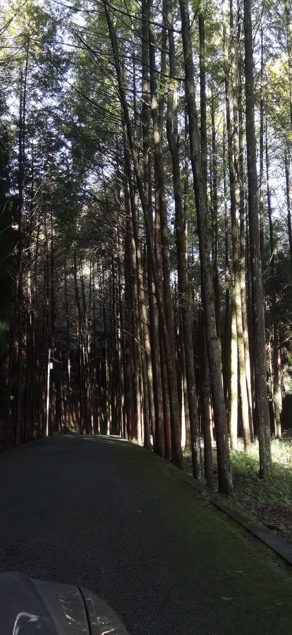 四川苍溪国家森林公园三溪口景区旅行图片 1