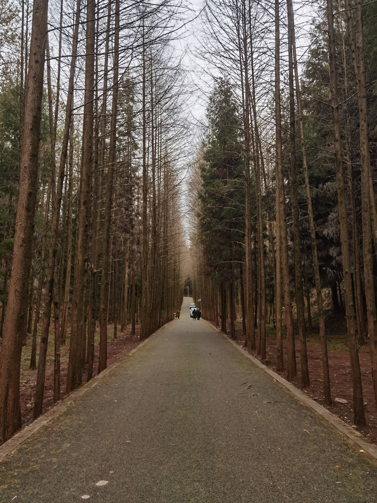 四川苍溪国家森林公园三溪口景区旅行图片 2