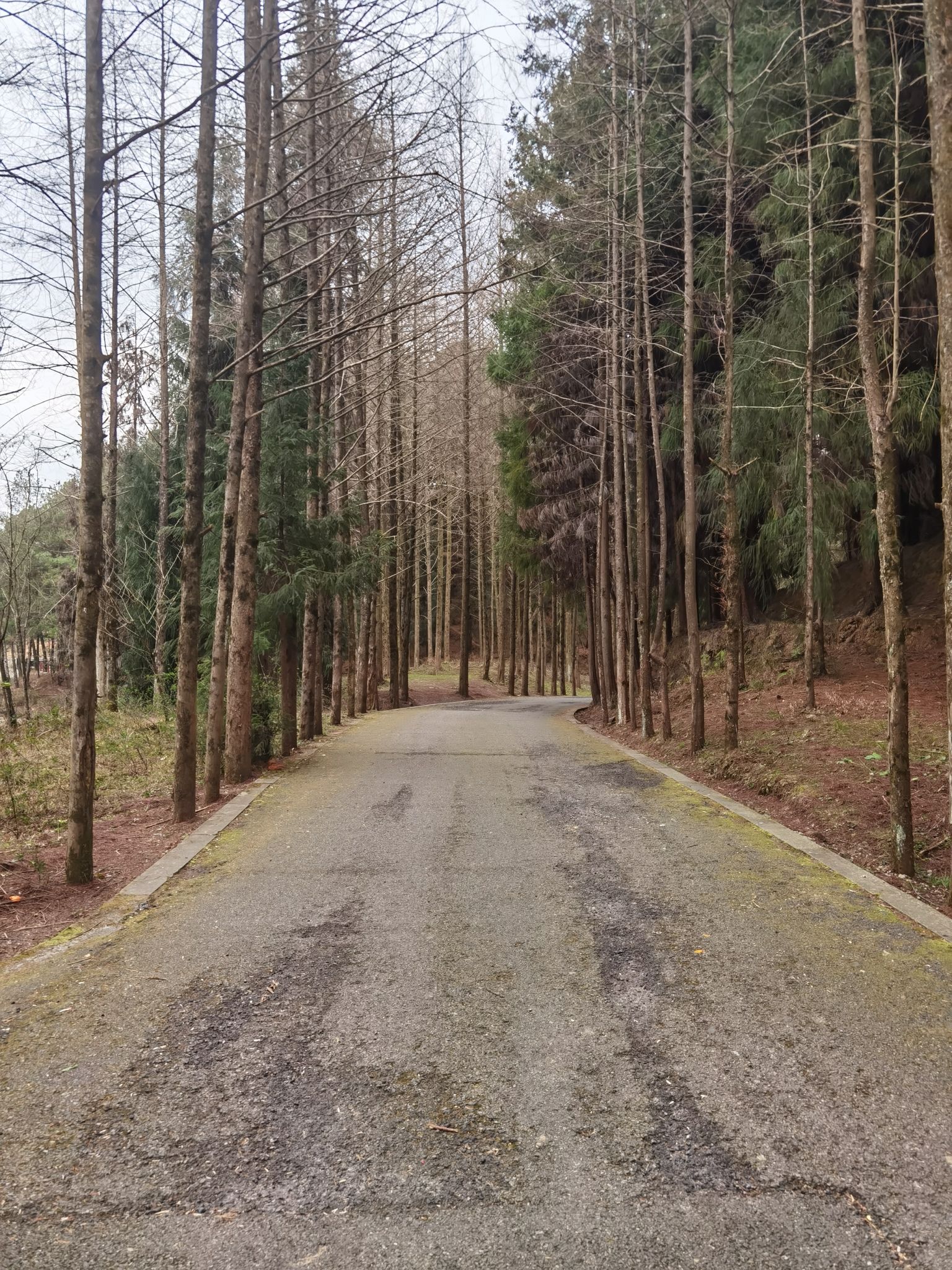 四川苍溪国家森林公园三溪口景区旅行图片 3