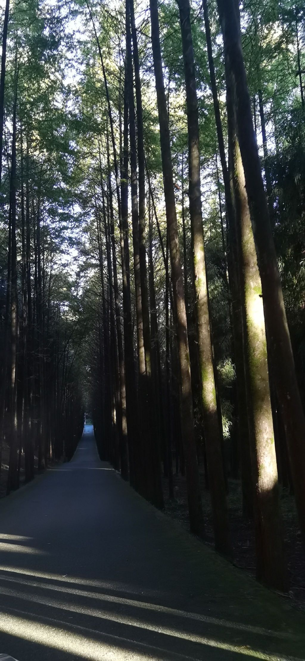 四川苍溪国家森林公园三溪口景区旅行图片 2