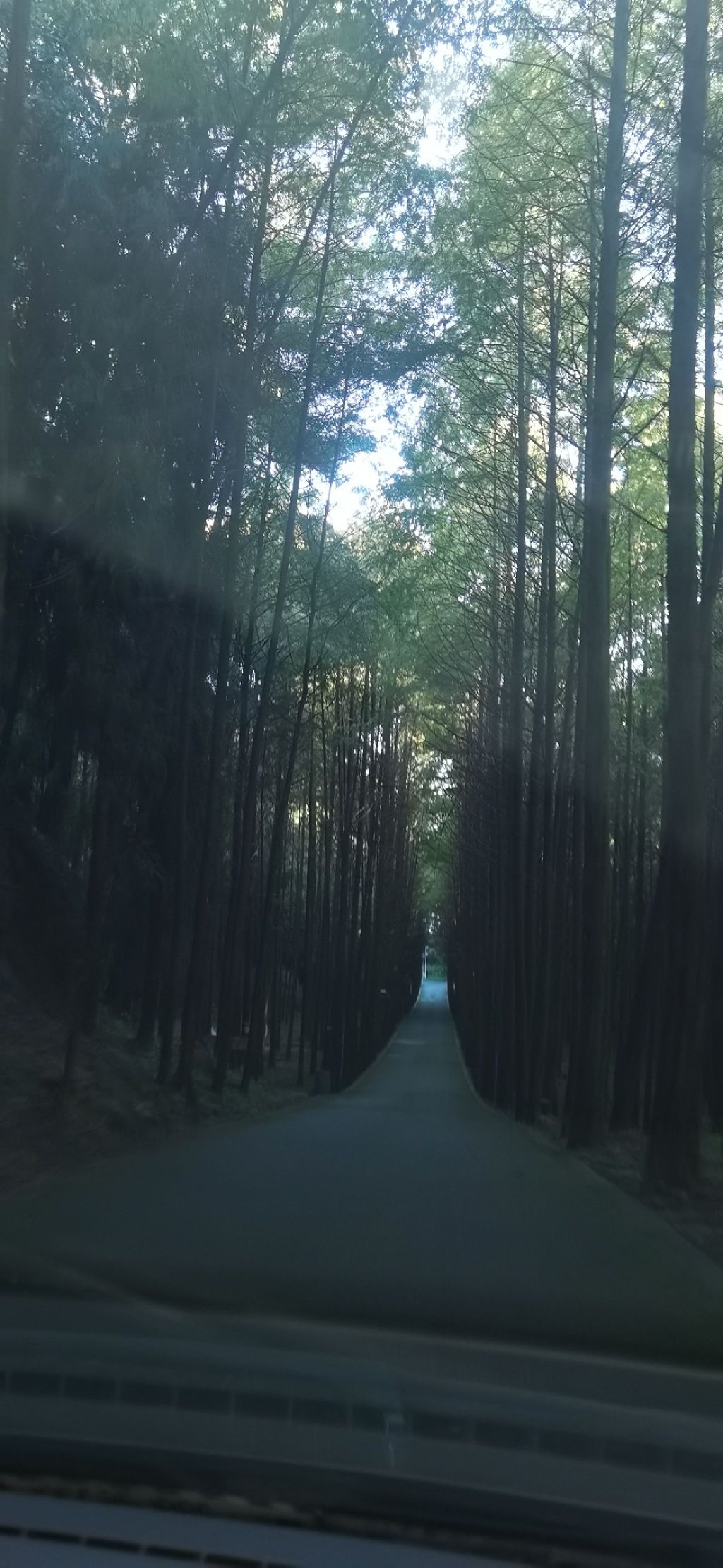 四川苍溪国家森林公园三溪口景区旅行图片 3