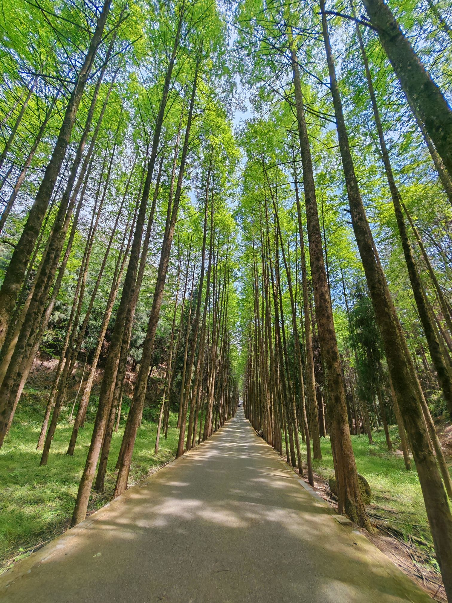 四川苍溪国家森林公园三溪口景区