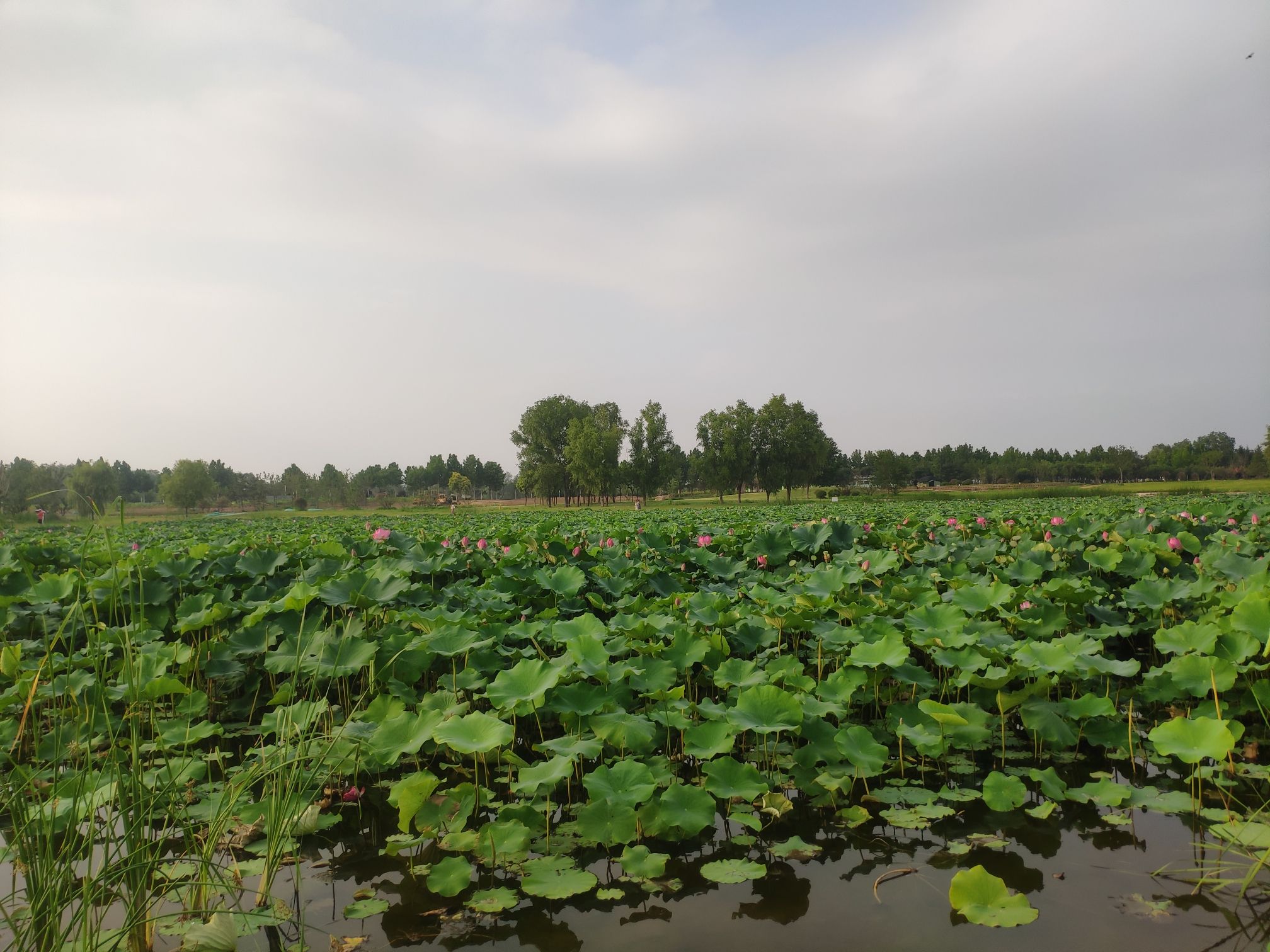 夹河湿地公园旅行图片 2