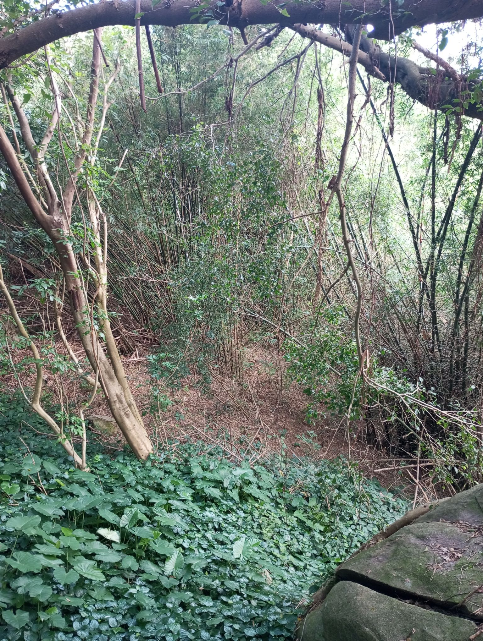 笔架岭森林公园旅行图片 2