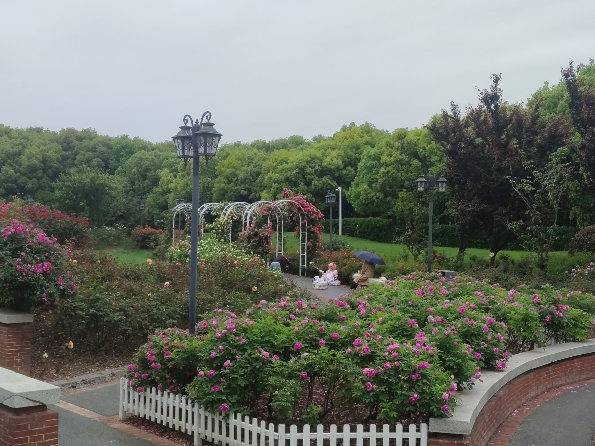 蔷薇园旅行图片 2