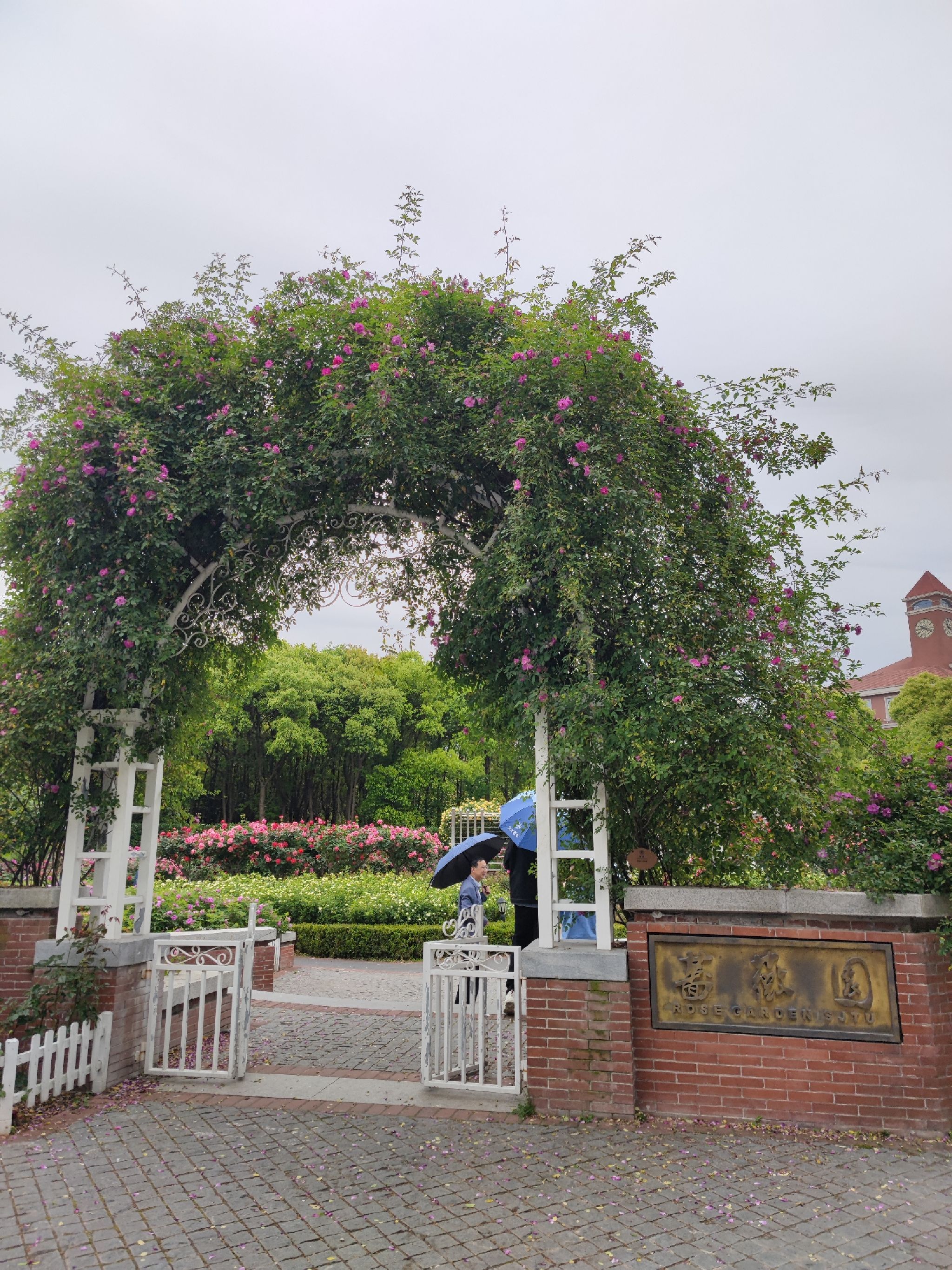 蔷薇园旅行图片 1