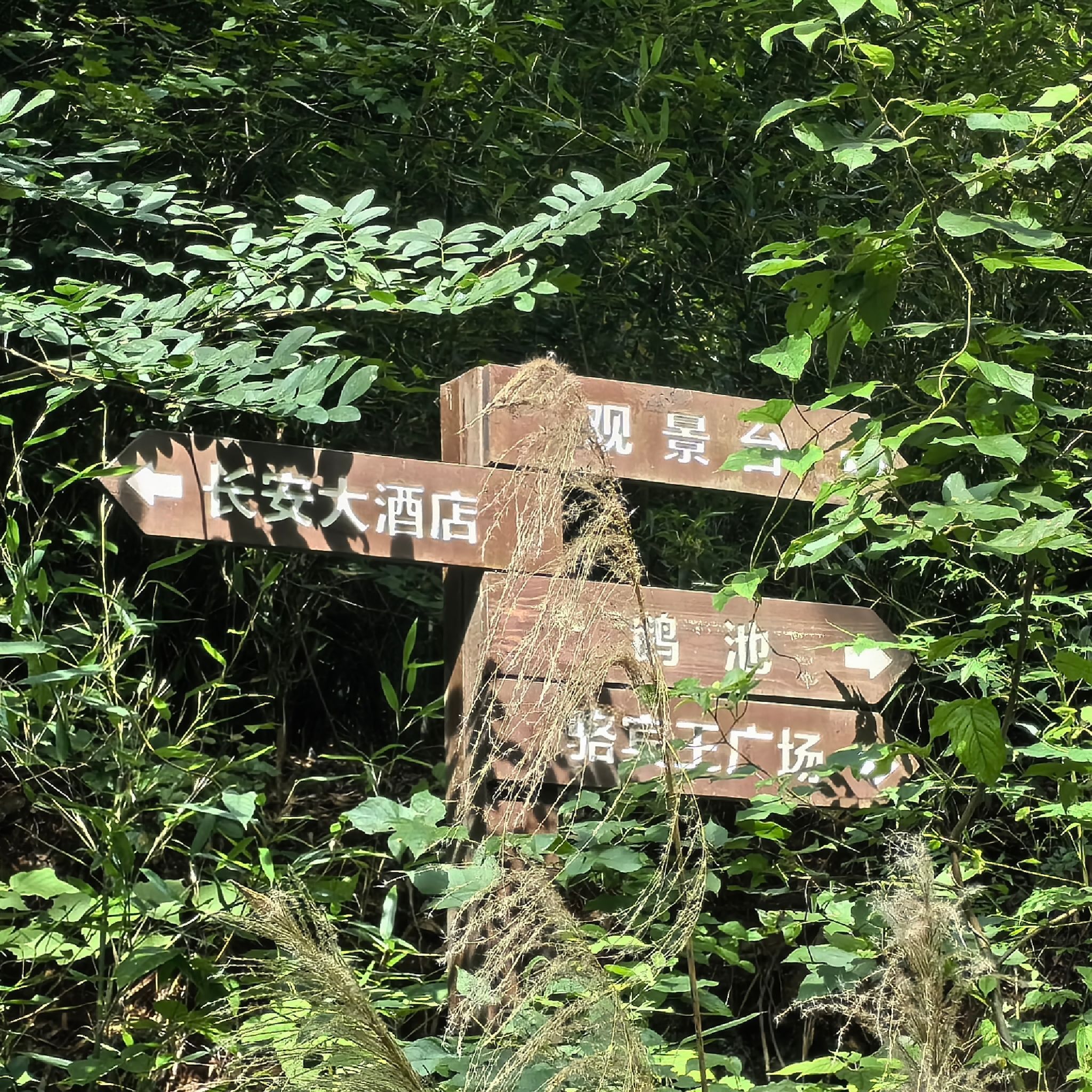 大溪原始森林公园旅行图片 2