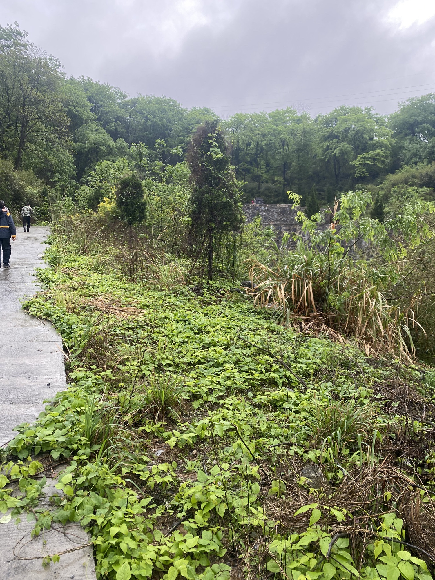大溪原始森林公园旅行图片 2