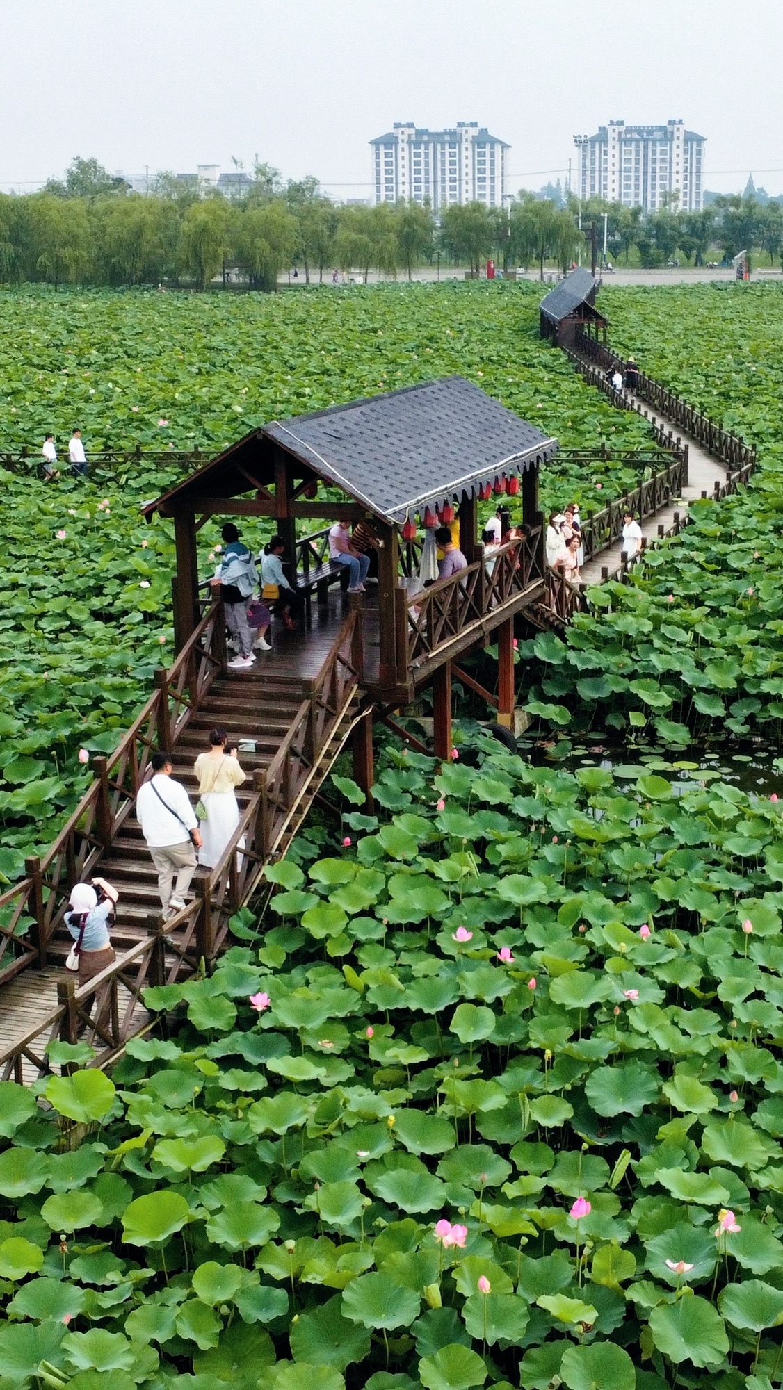 荷塘月色广场旅行图片 1