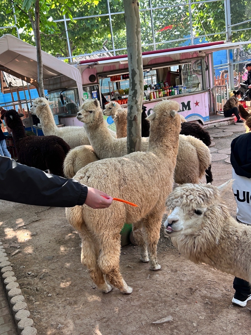 宝山前野生动物园旅行图片 2