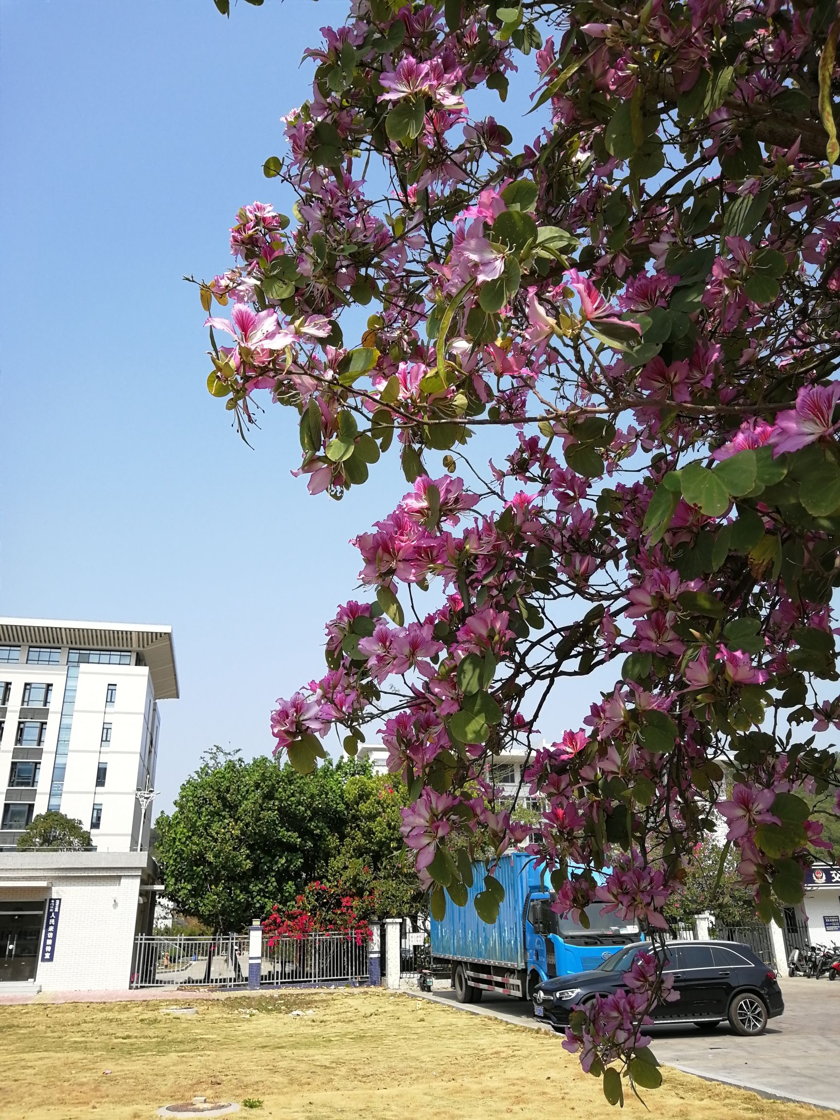 白藤头街心公园旅行图片 3