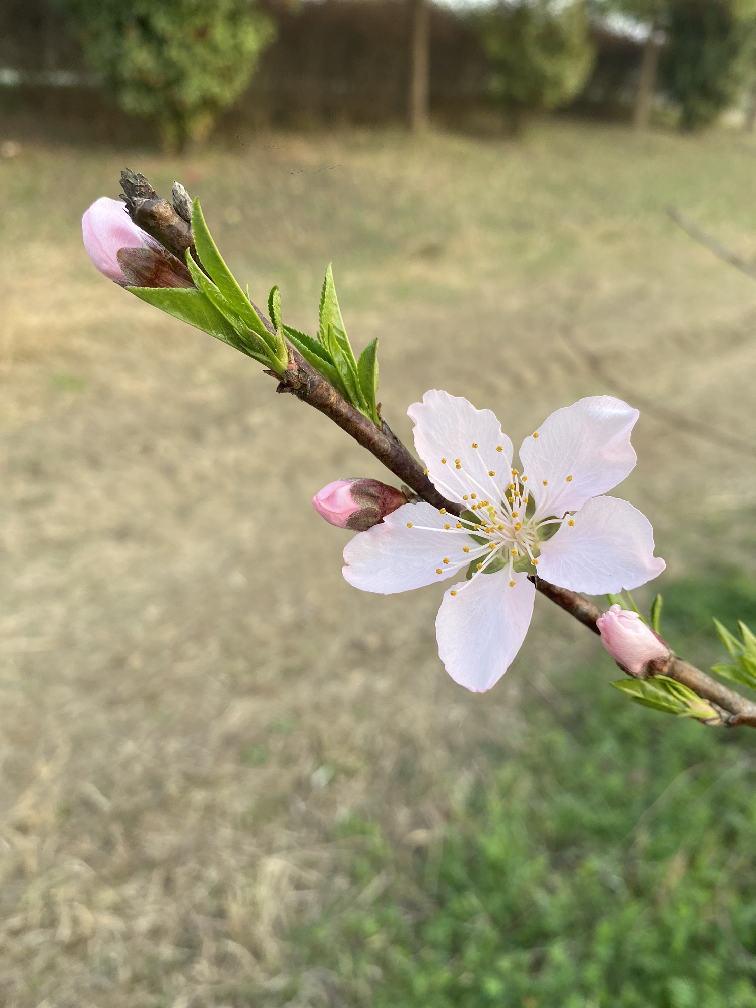 庐阳区三十岗生态农业旅游区旅行图片 2
