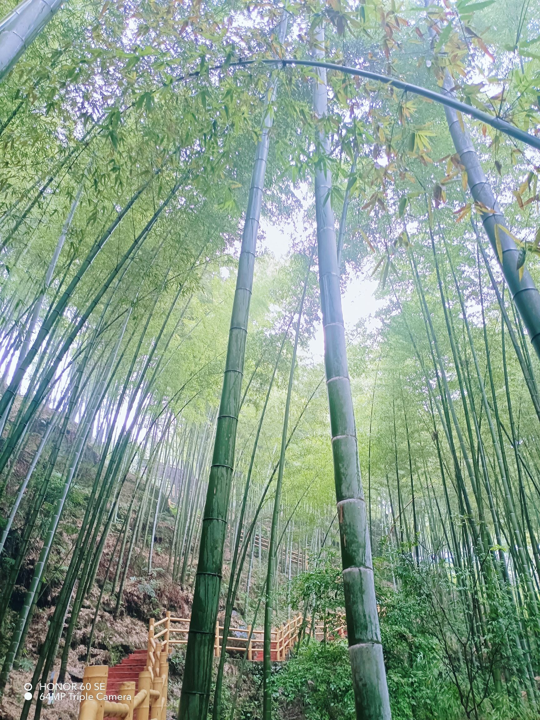 僰王山旅行图片 3