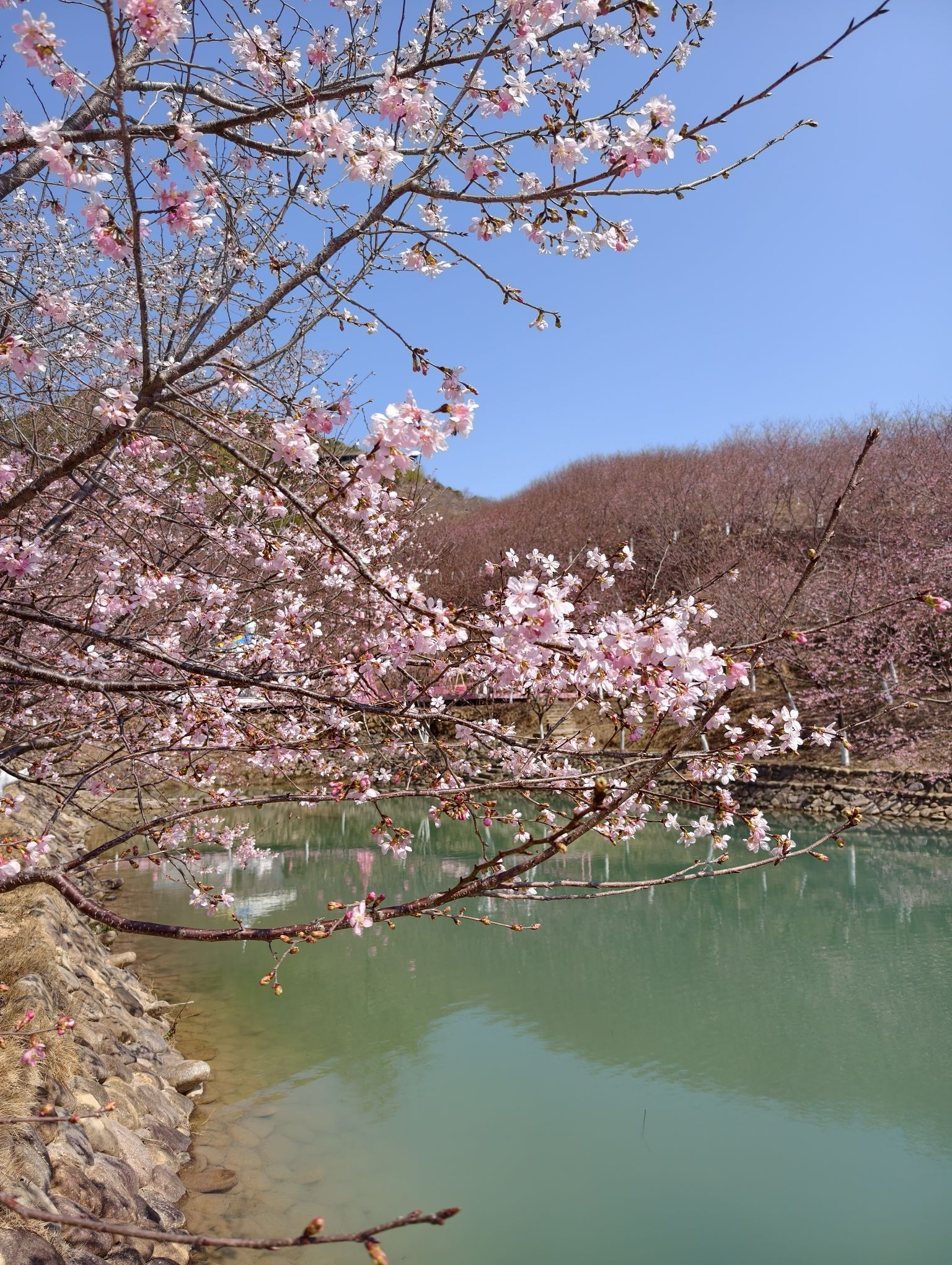 温州樱花园旅行图片 1
