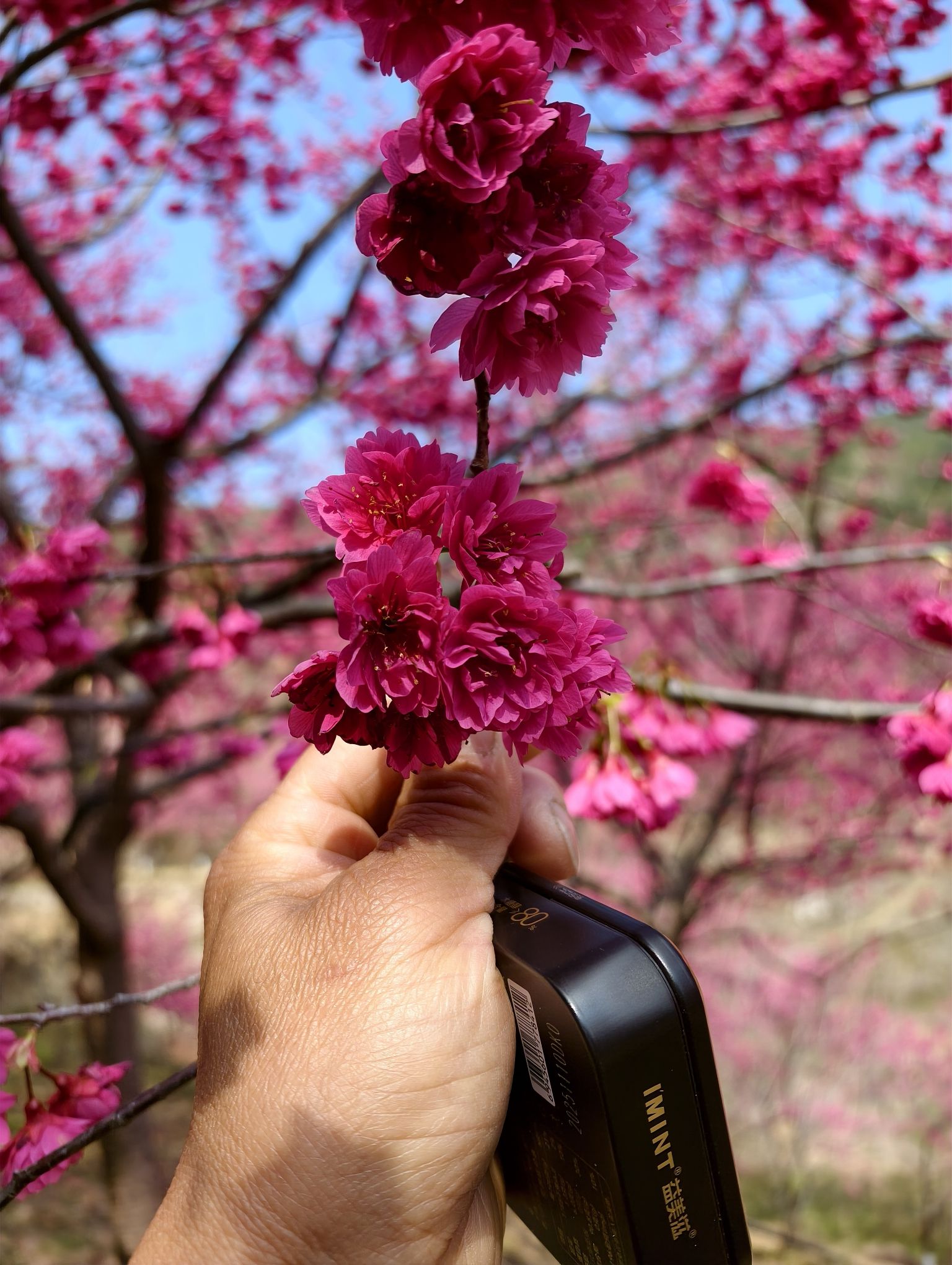 温州樱花园旅行图片 3