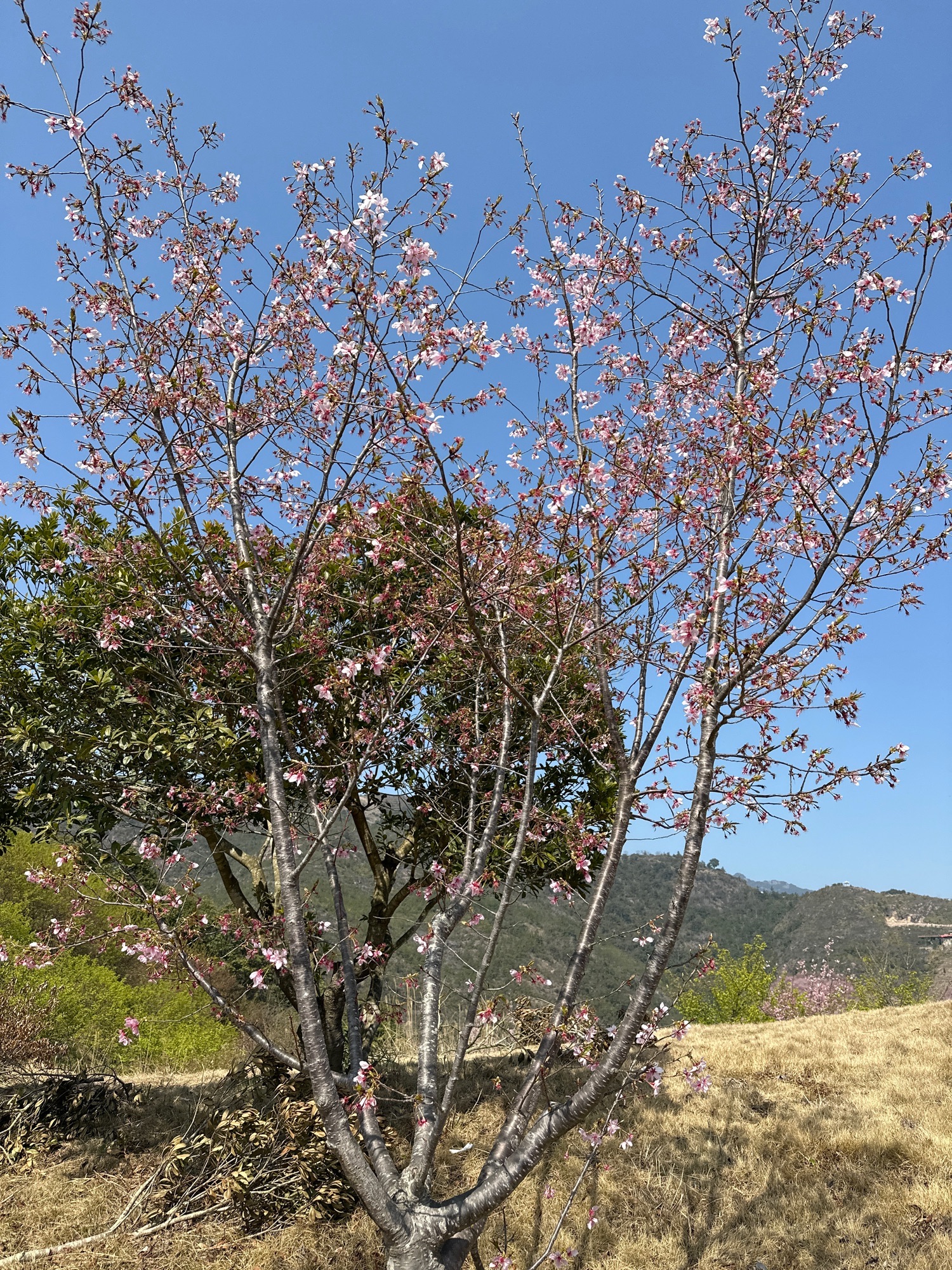 温州樱花园旅行图片 1