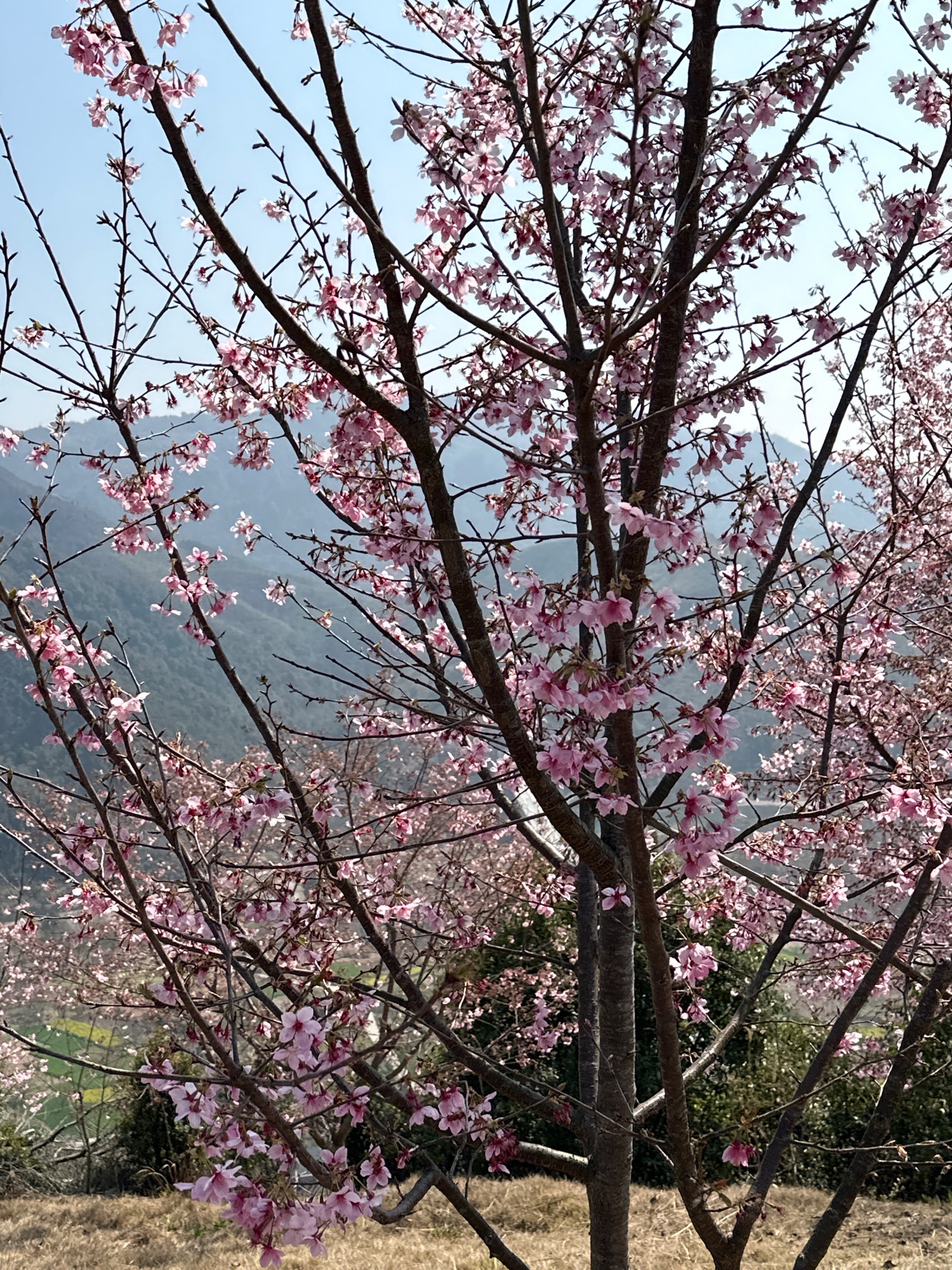 温州樱花园旅行图片 3