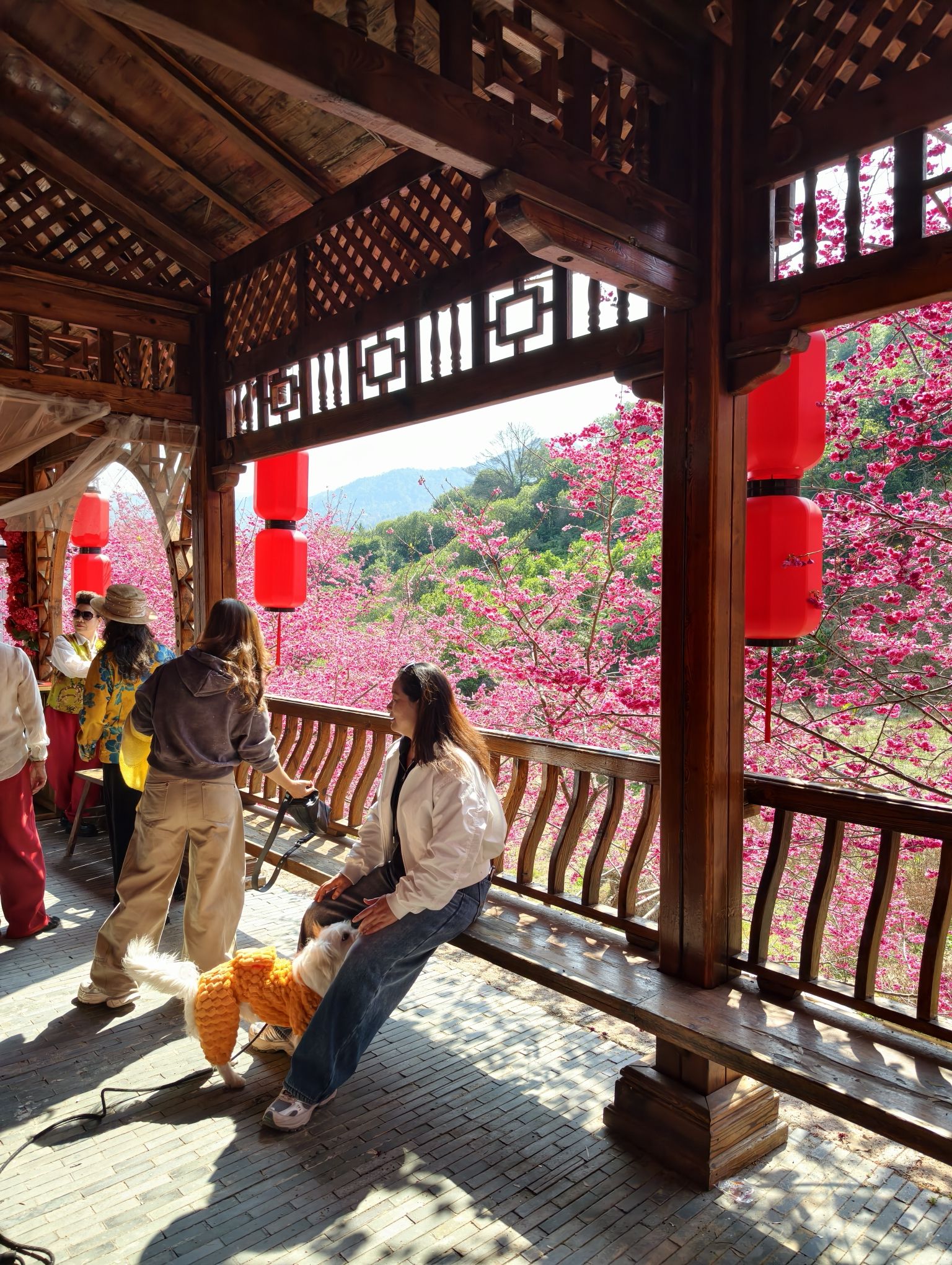 温州樱花园旅行图片 2