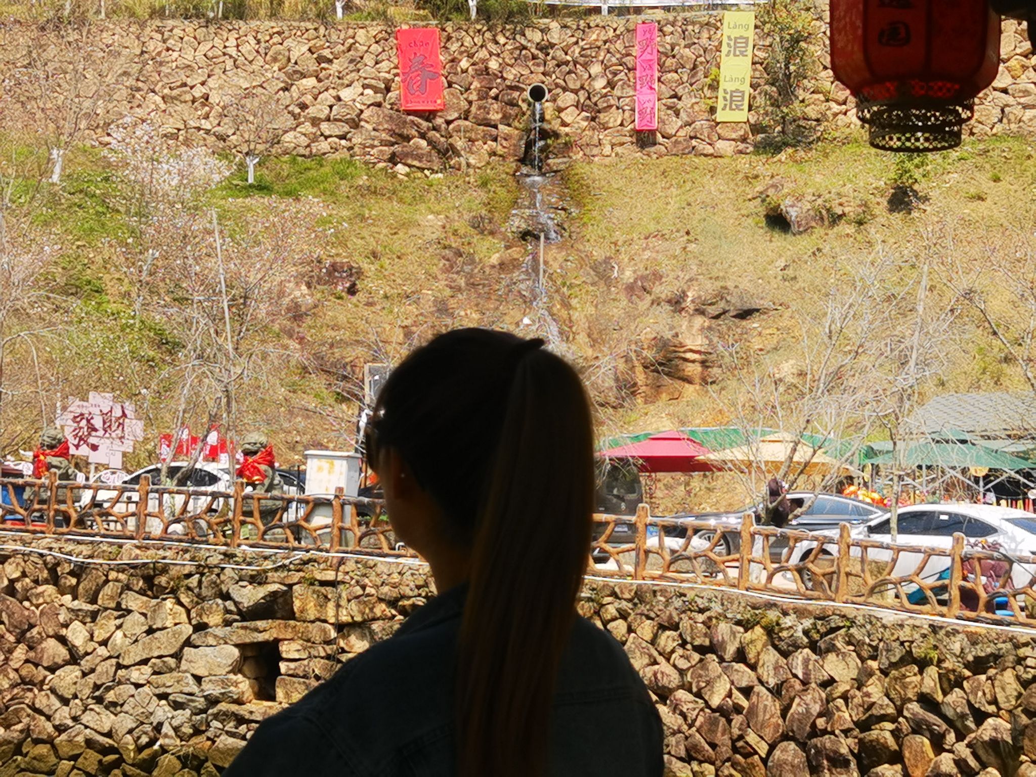 温州樱花园旅行图片 3