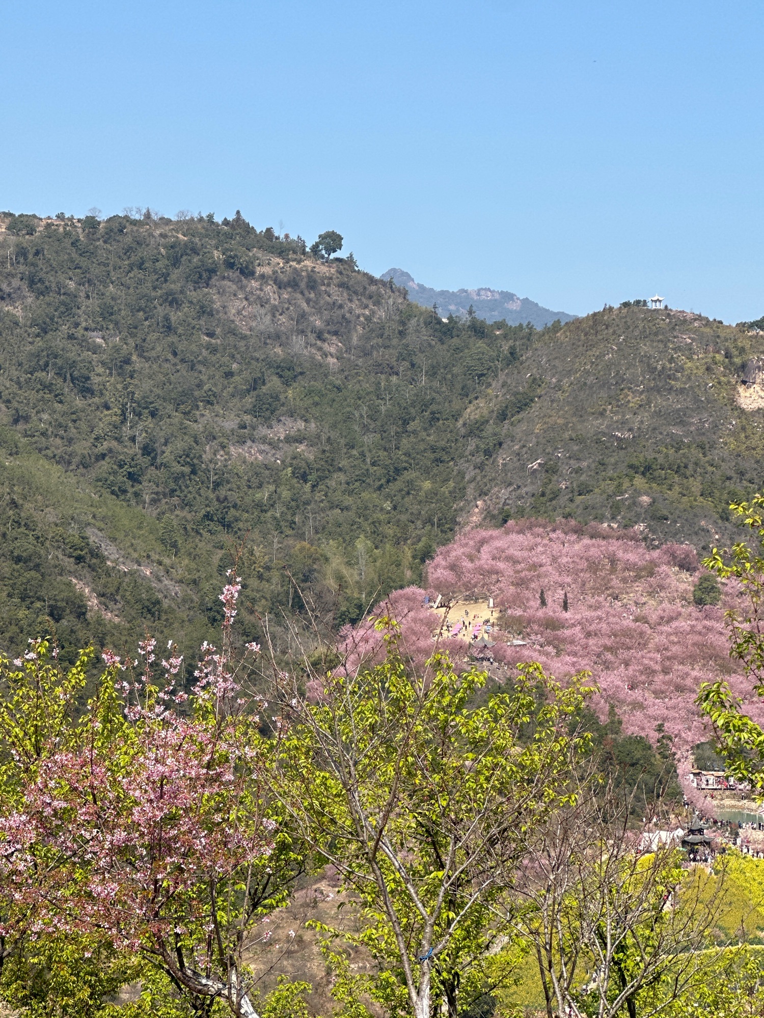 温州樱花园旅行图片 2
