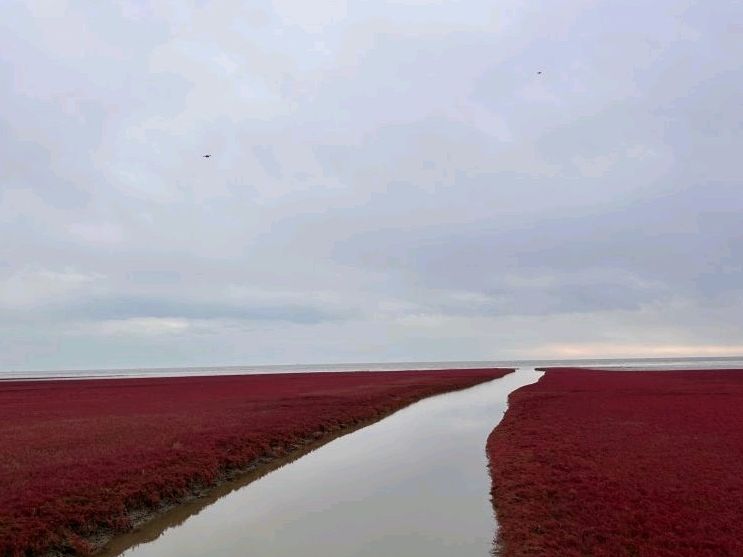 红海滩国家风景廊道旅行图片 2