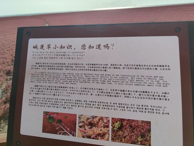 红海滩国家风景廊道旅行图片 1