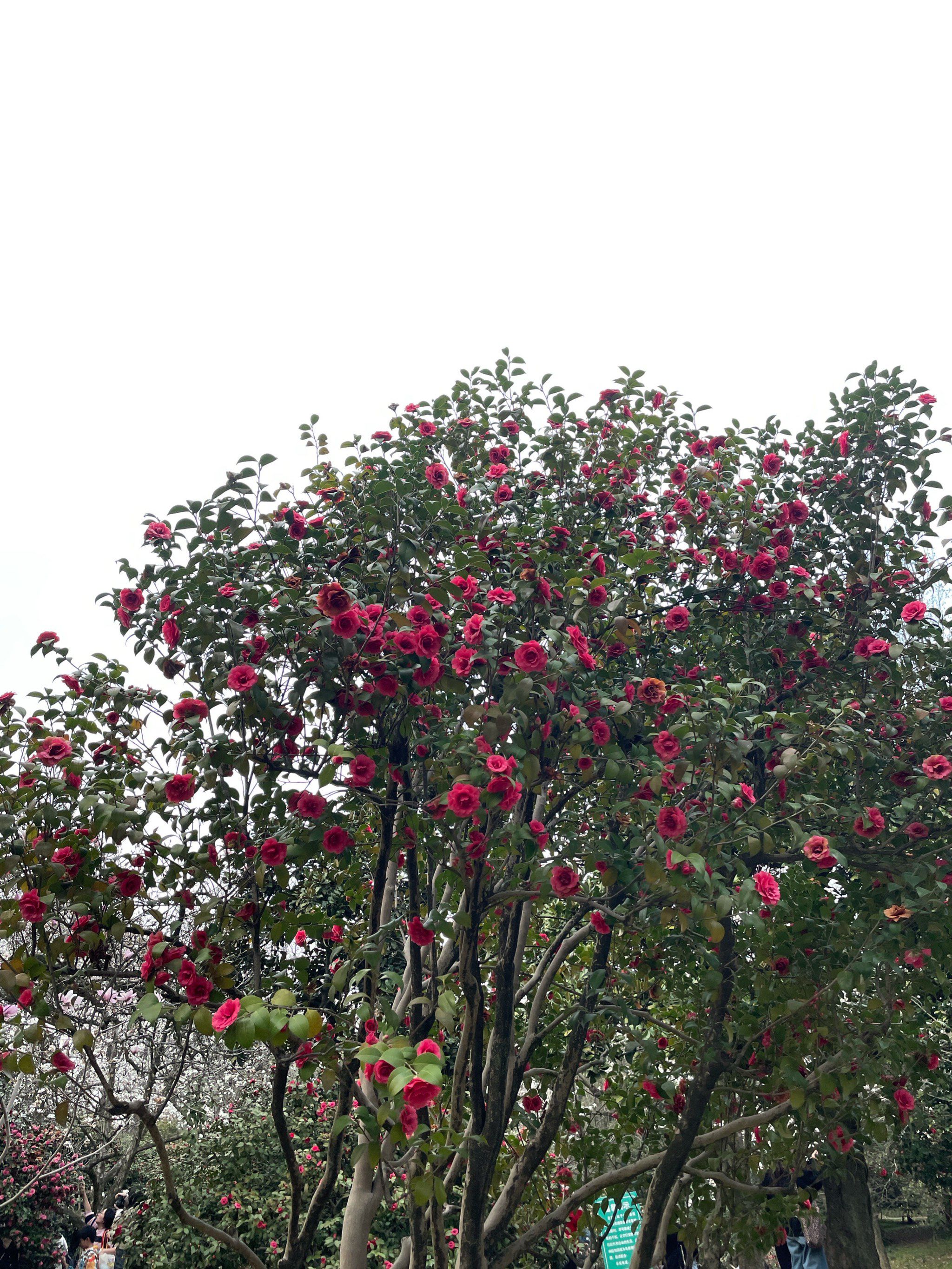 桂林国际茶花生态休闲旅游区旅行图片 1