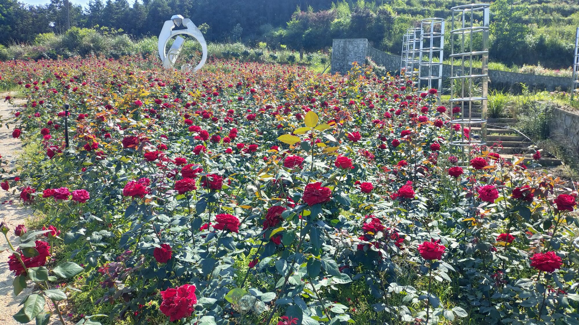 桂林国际茶花生态休闲旅游区旅行图片 2