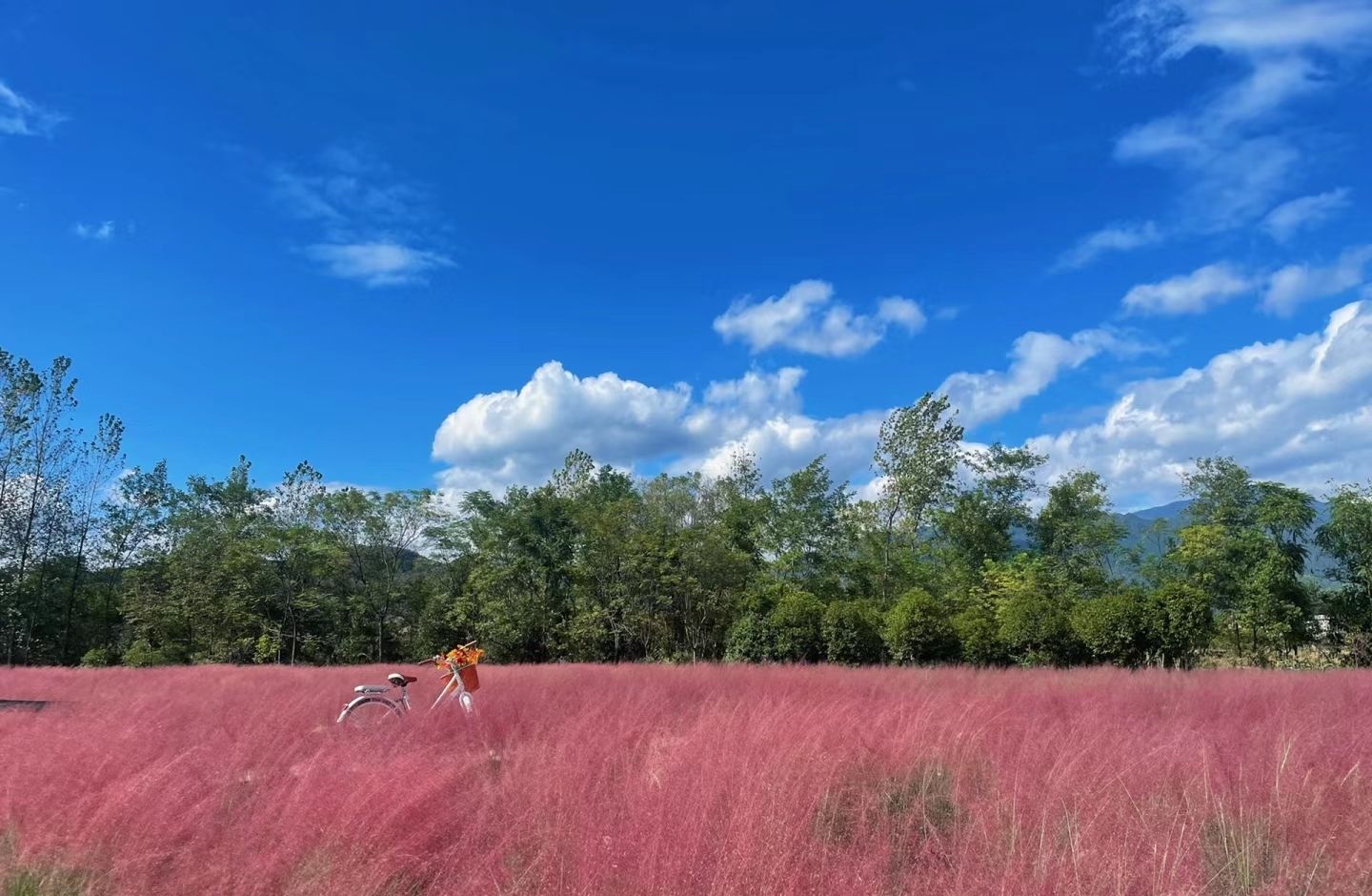 南溪花海旅行图片 2