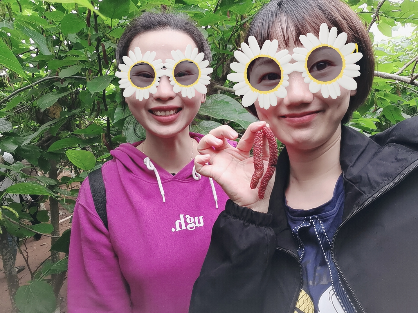 南亚热带植物园-桑葚旅行图片 3