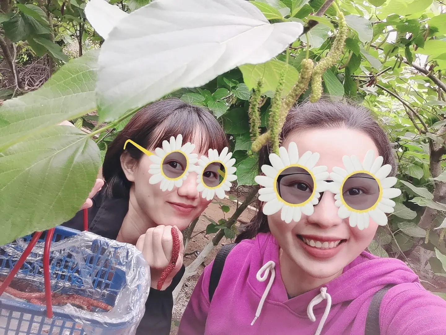 南亚热带植物园-桑葚旅行图片 1