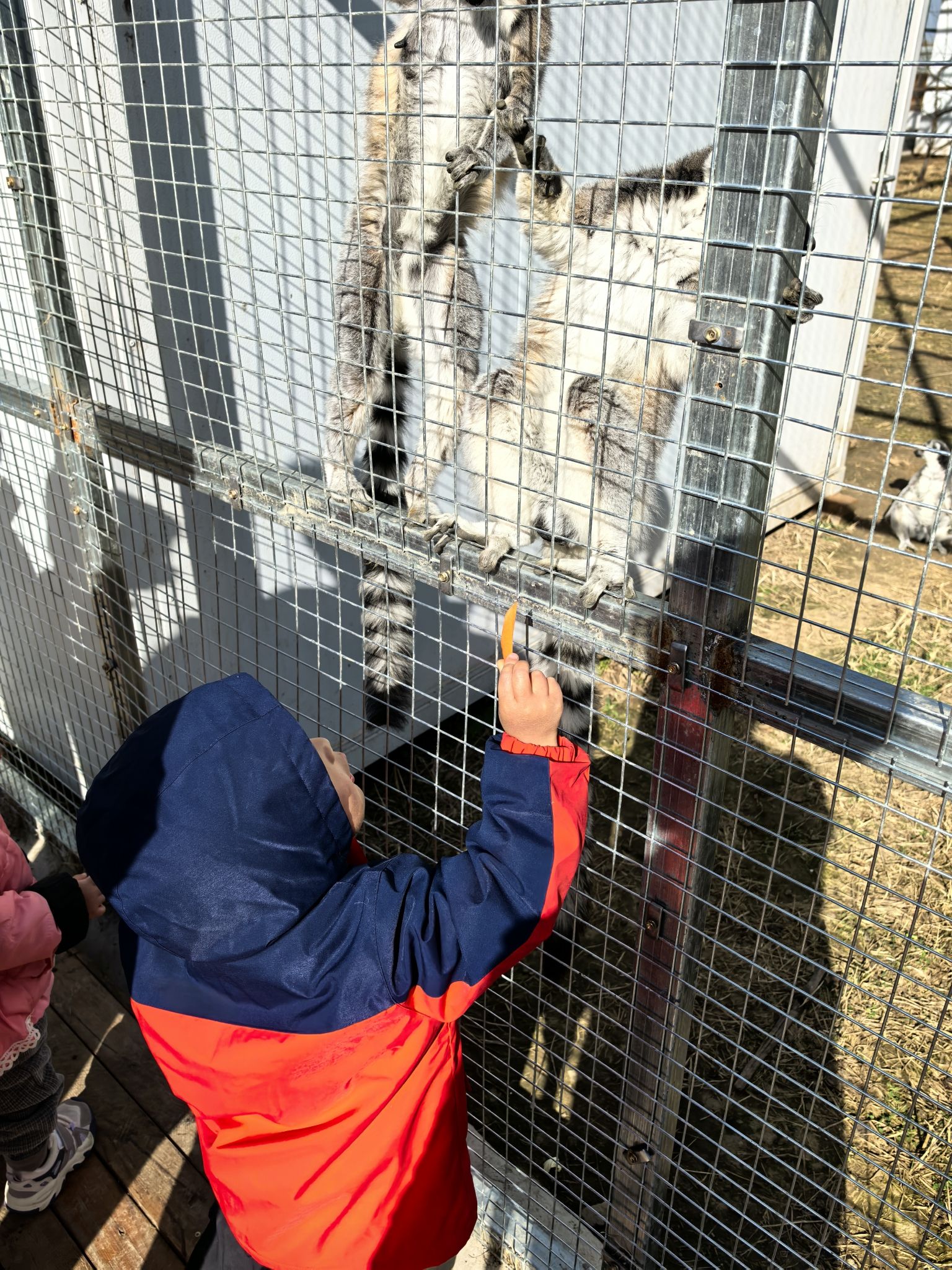 定州市动物园旅行图片 2