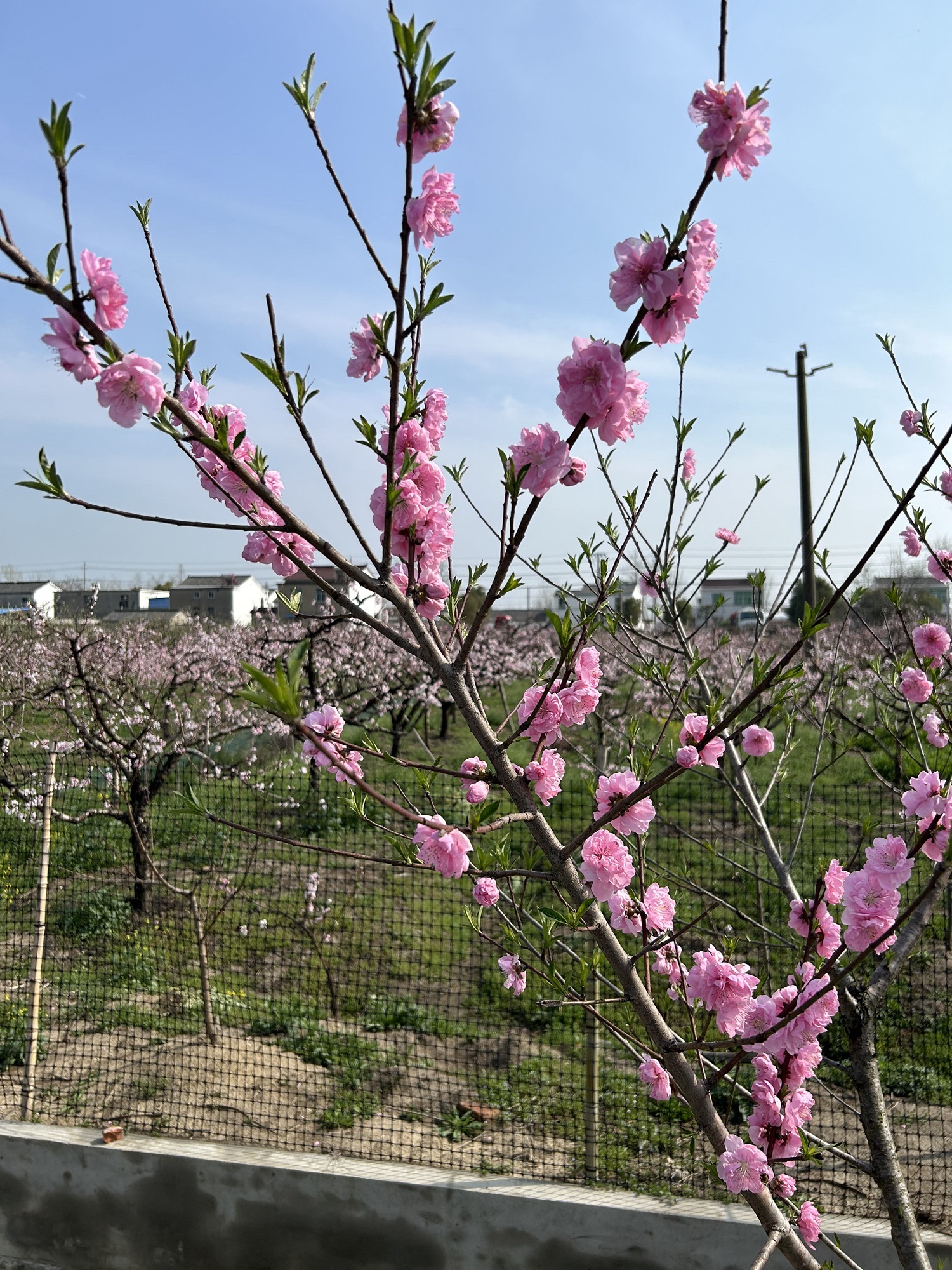 宝应县夏集镇桃花源乡村旅游区旅行图片 3