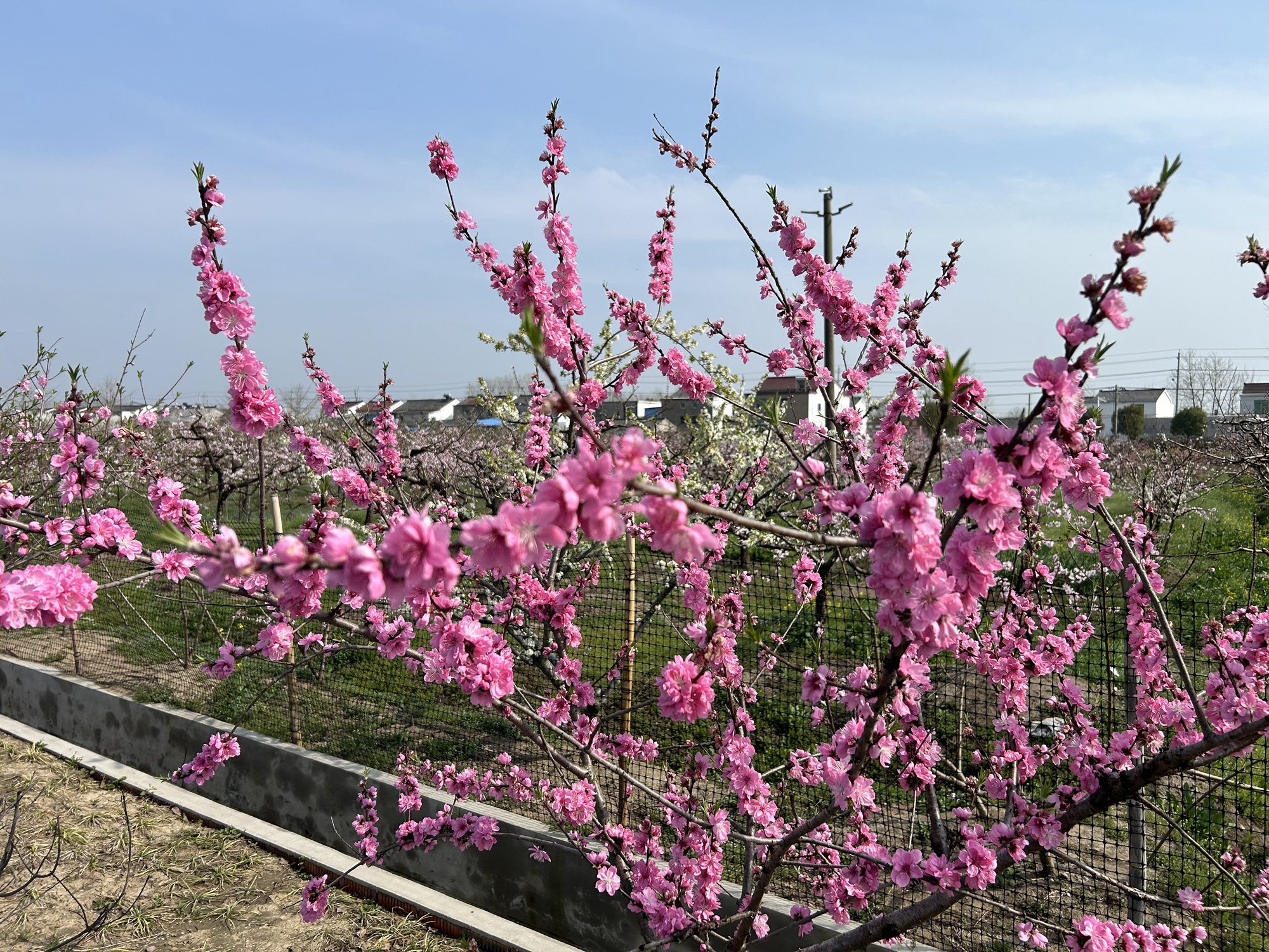 宝应县夏集镇桃花源乡村旅游区旅行图片 2