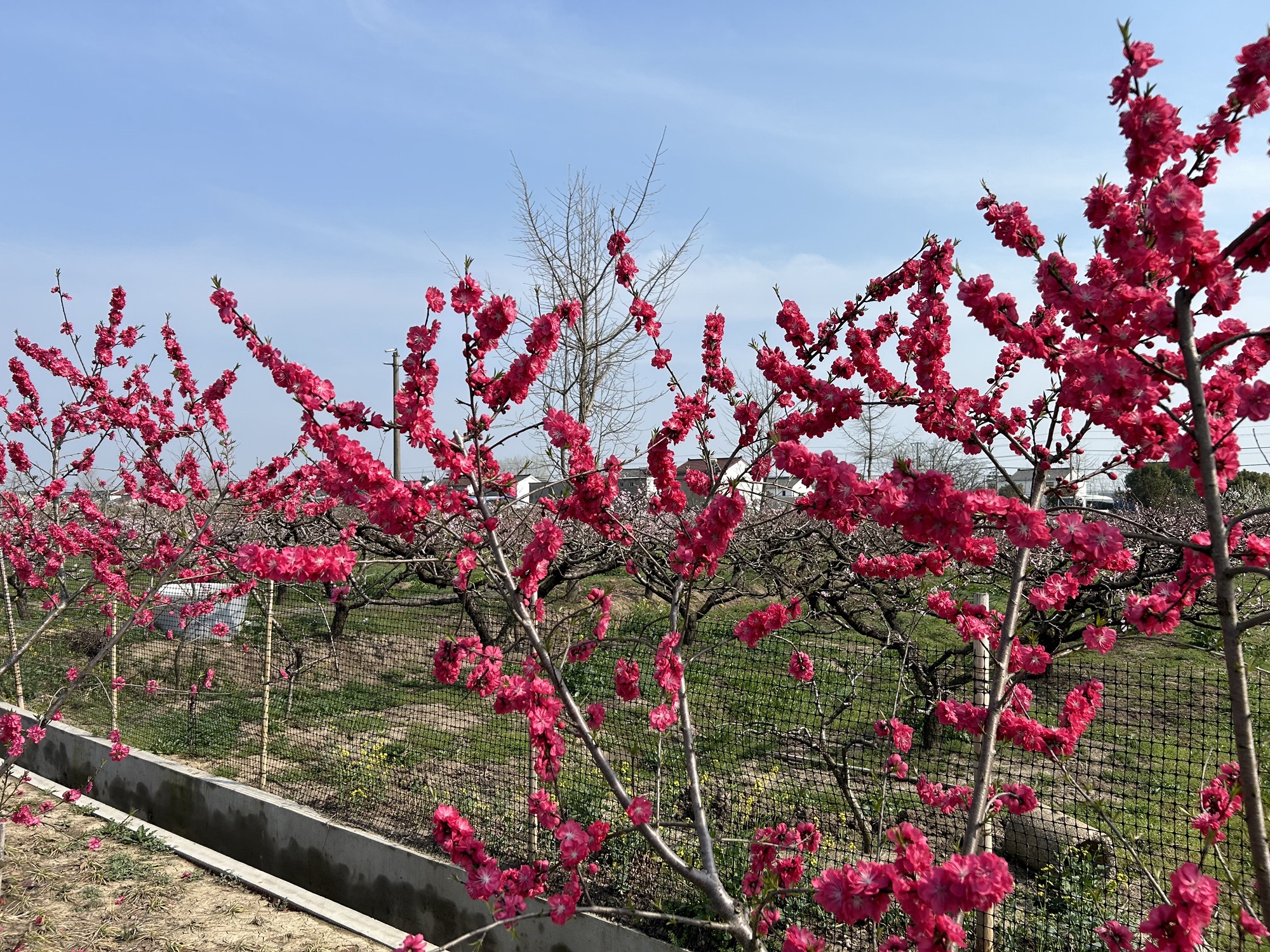 宝应县夏集镇桃花源乡村旅游区旅行图片 1