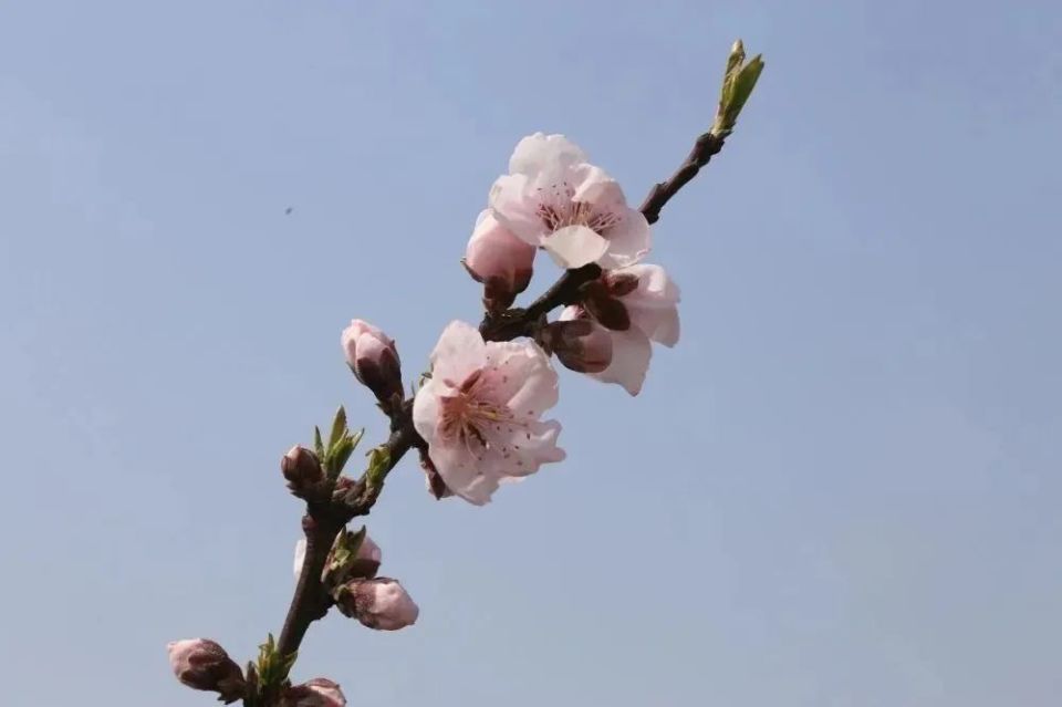宝应县夏集镇桃花源乡村旅游区旅行图片 1