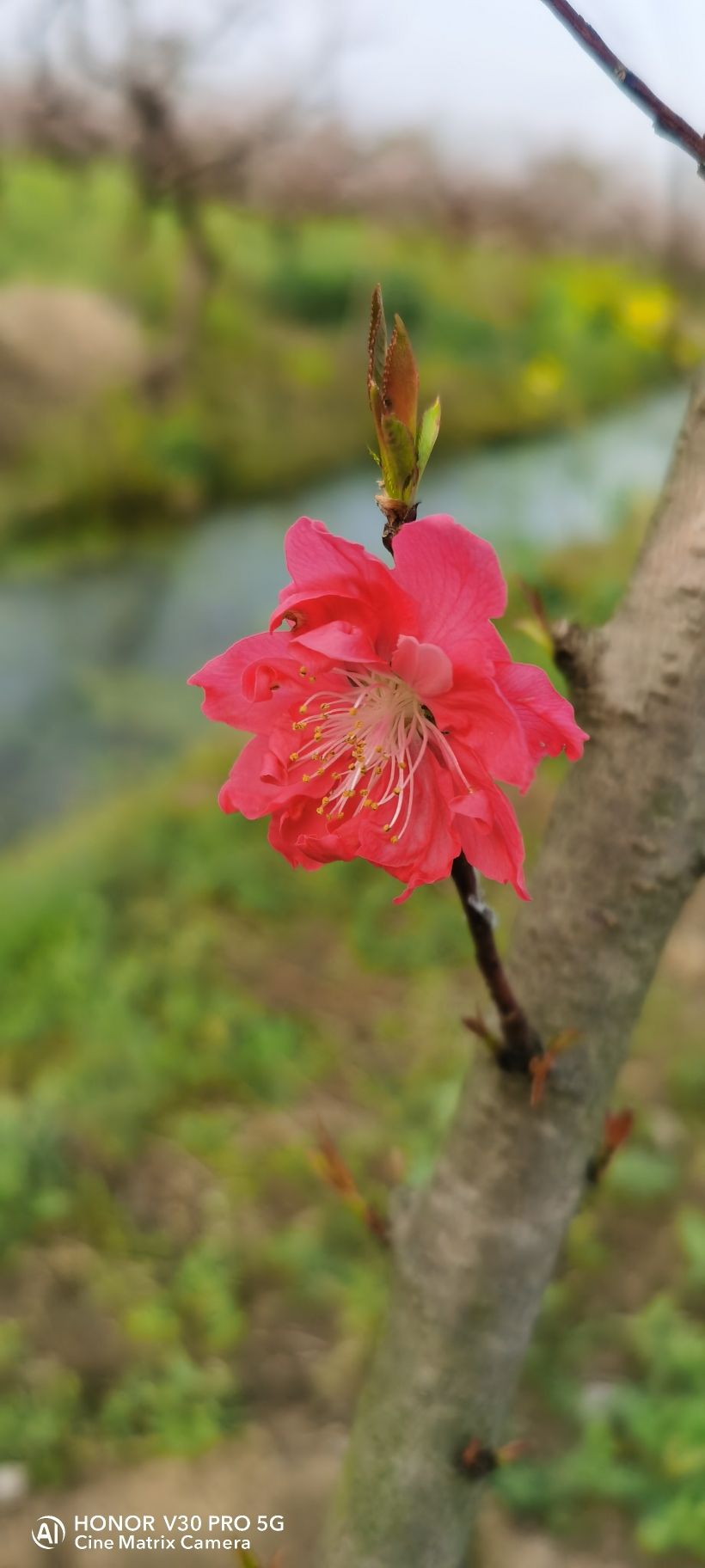 宝应县夏集镇桃花源乡村旅游区旅行图片 2