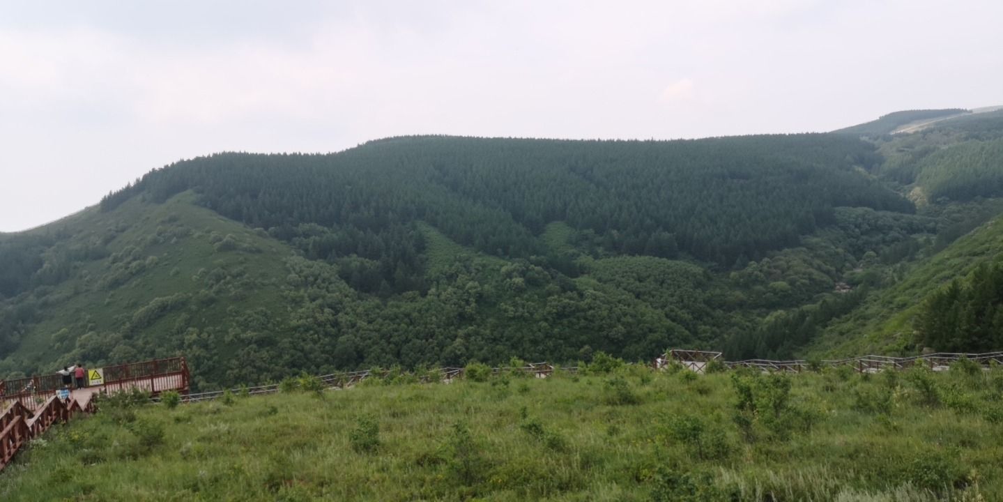 尚义县椴树长廊旅行图片 1