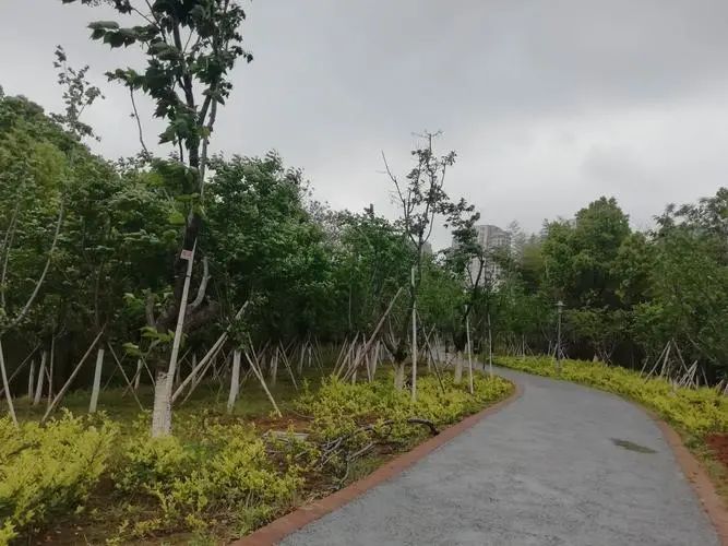 浔南城市森林公园旅行图片 3