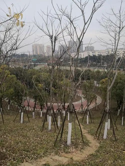 浔南城市森林公园旅行图片 1