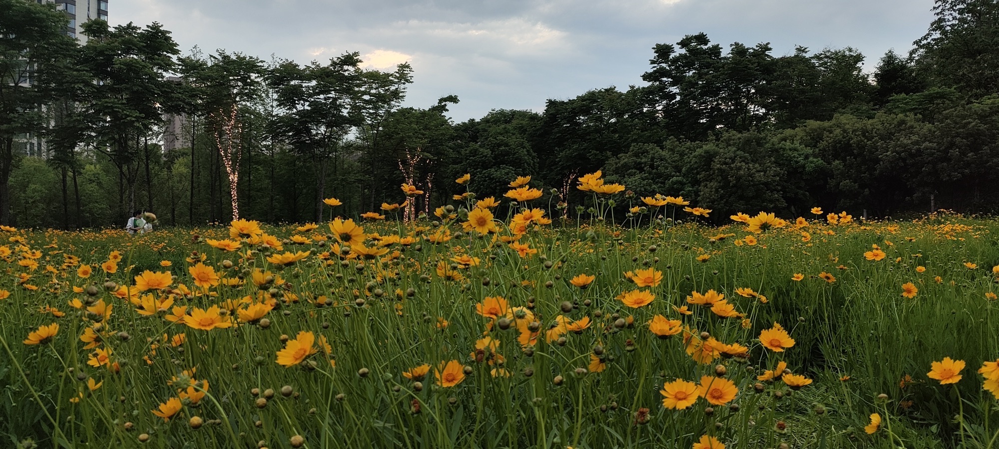 浔南城市森林公园旅行图片 3