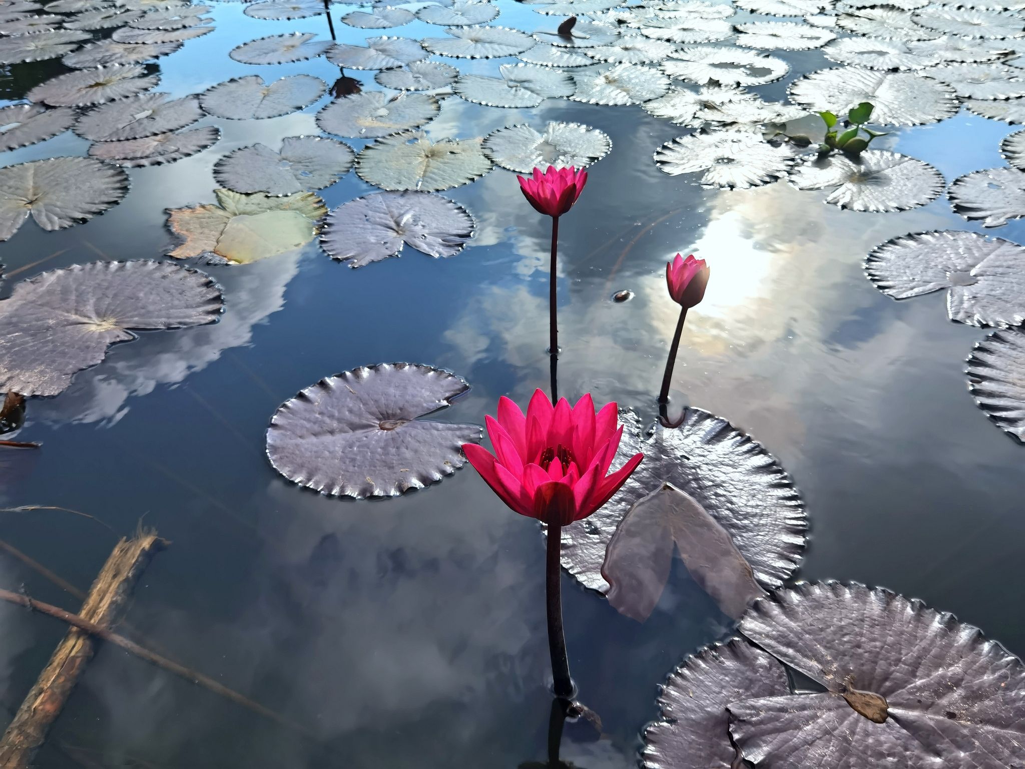 沙美红树林湿地公园