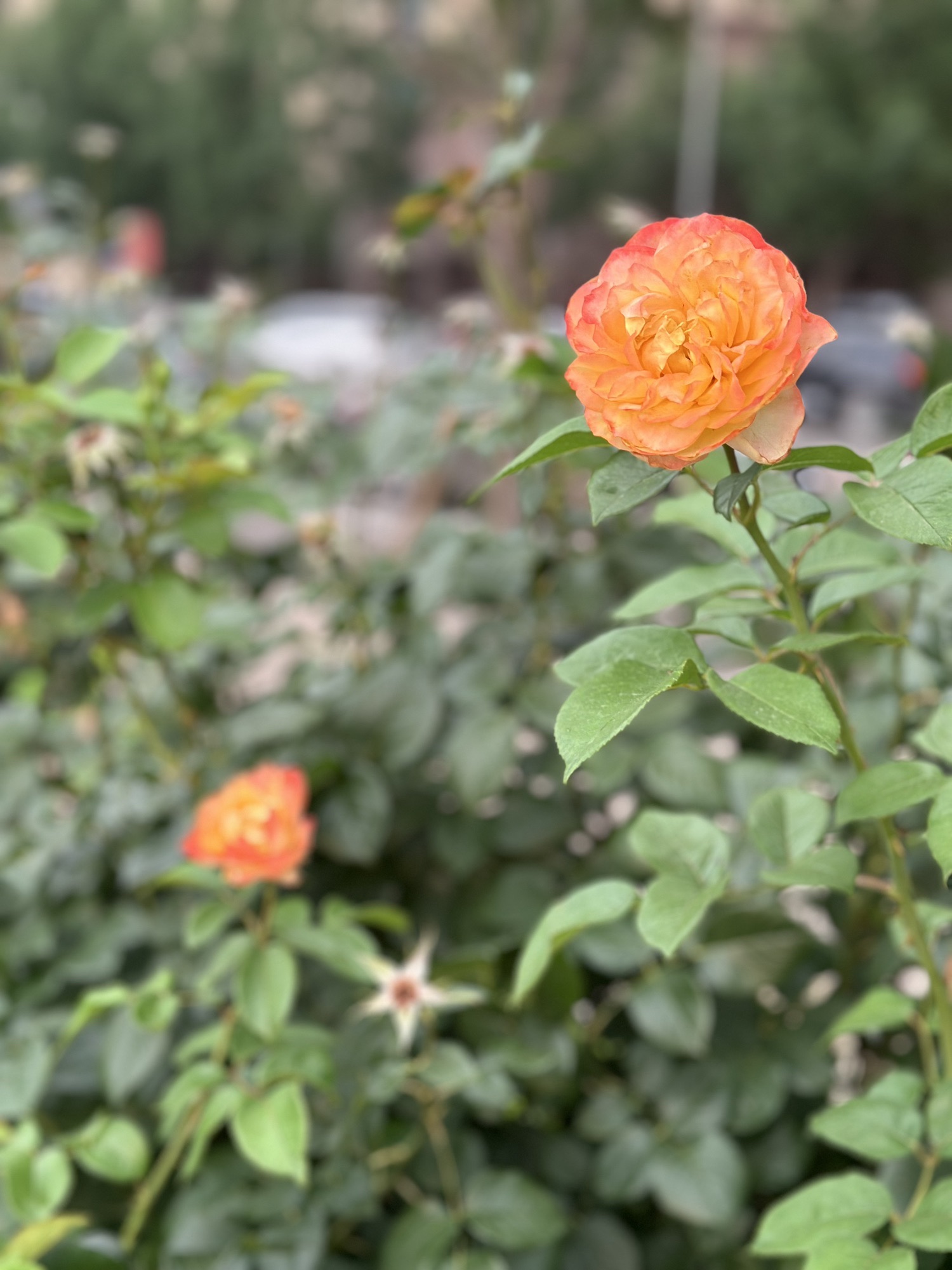 坝河休闲公园旅行图片 3