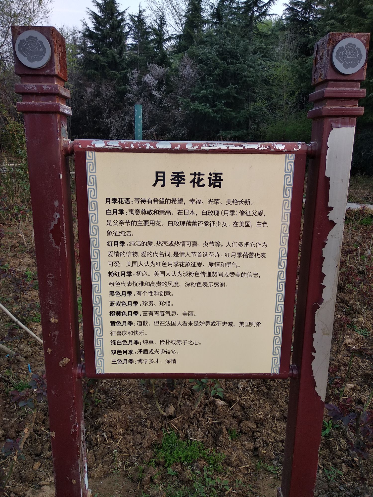 月季园旅行图片 1