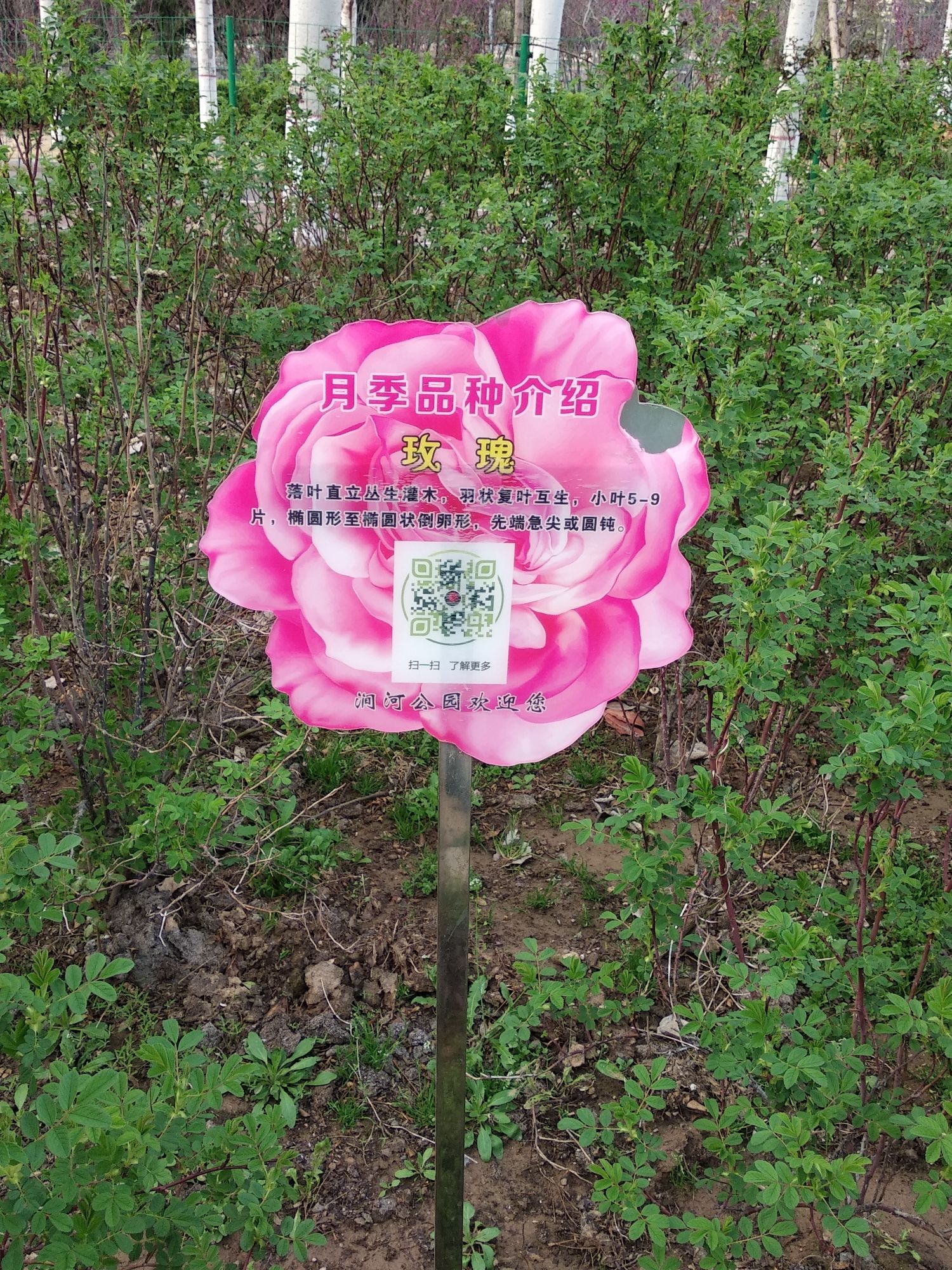 月季园旅行图片 3