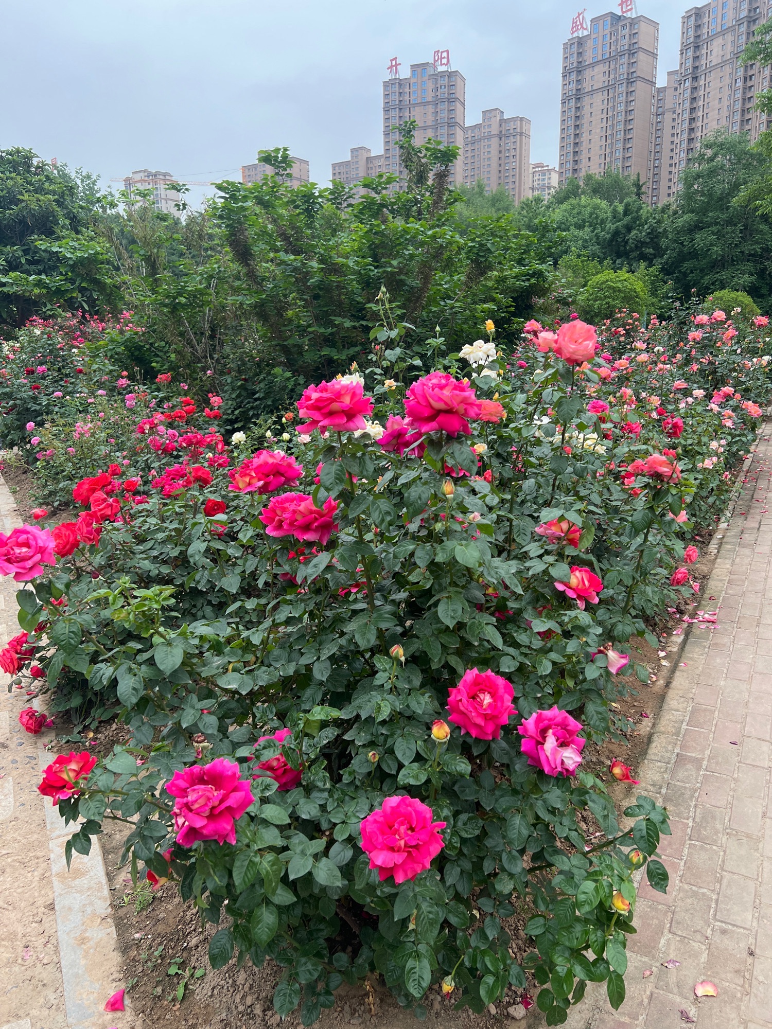 月季园旅行图片 1